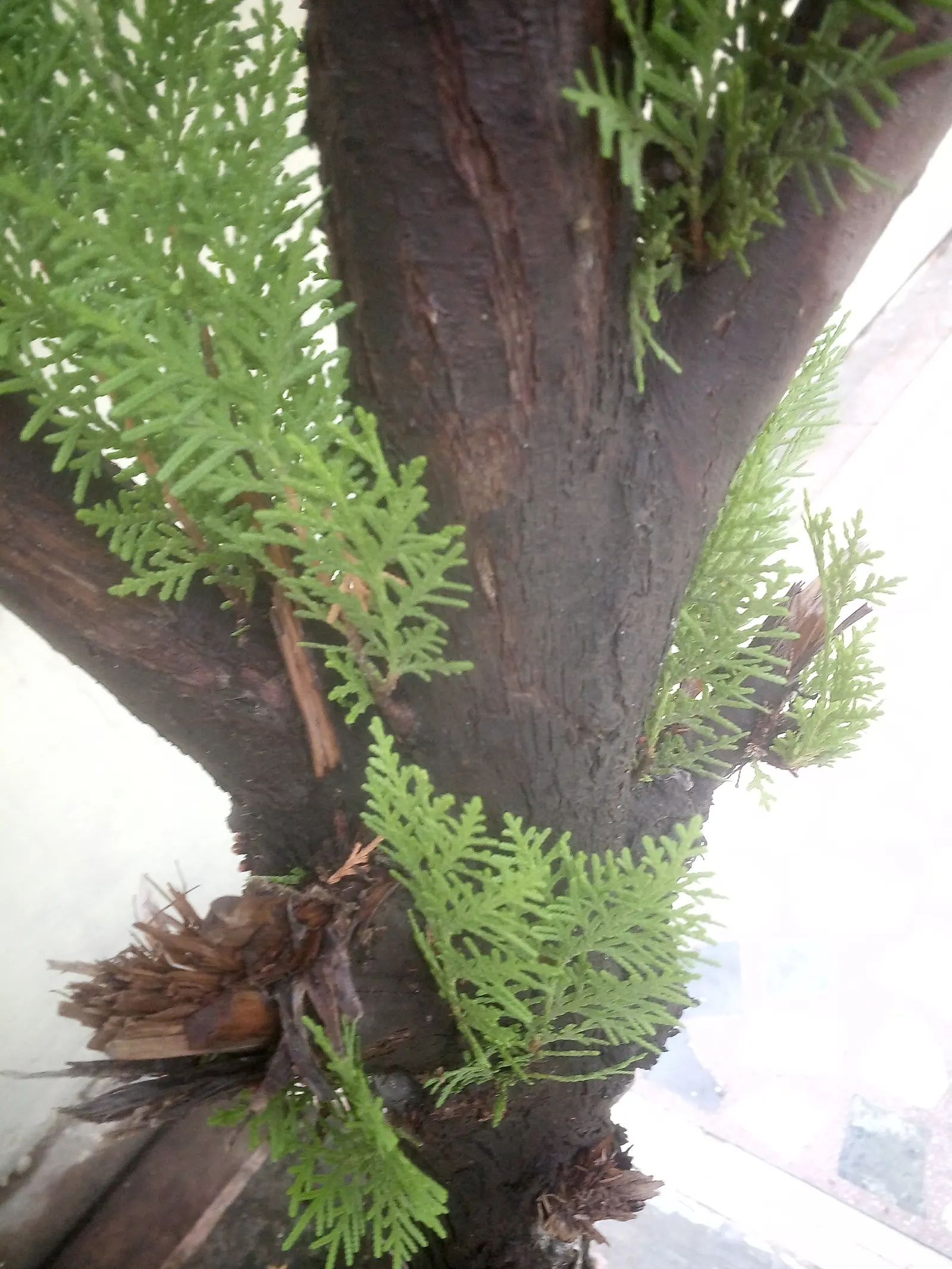 Oriental Arborvitae (Platycladus Orientalis) — To maintain its shape and encourage denser foliage