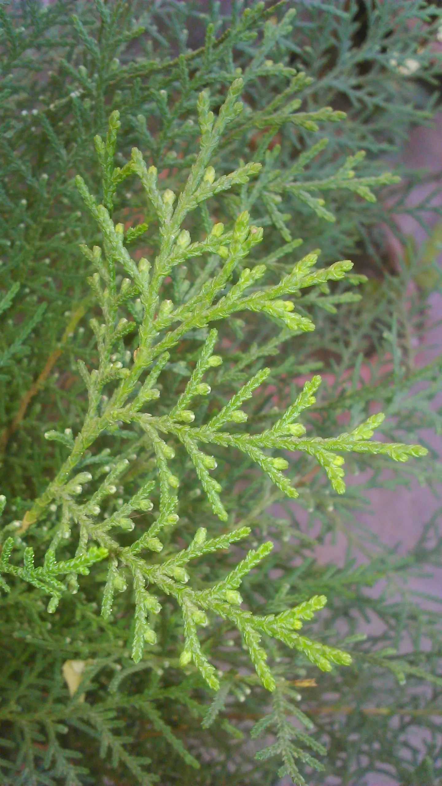 Oriental Arborvitae (Platycladus Orientalis) — upright cones approximately 0.5 inches long