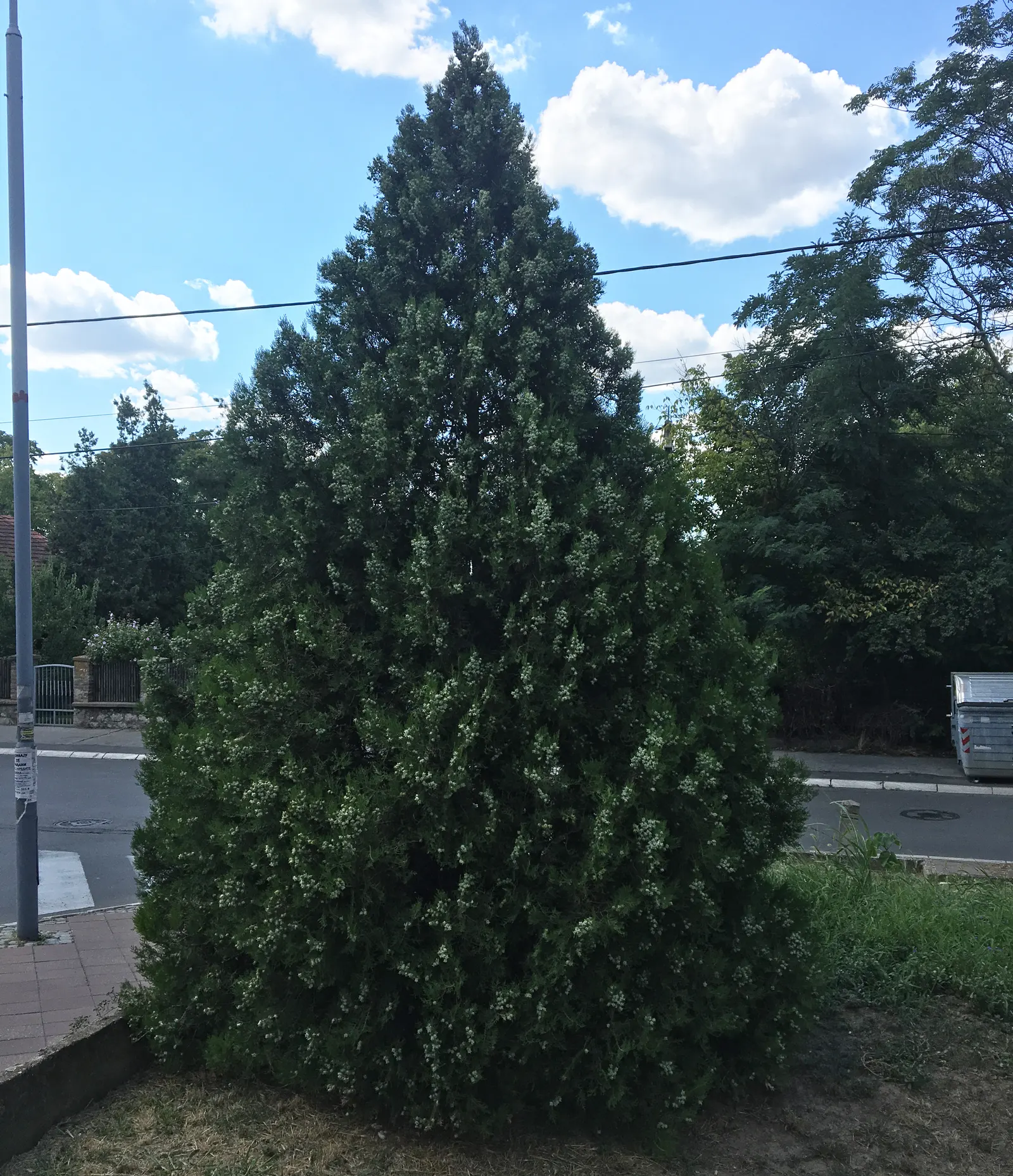 Oriental Arborvitae (Platycladus Orientalis) — as long as the soil is well-draining