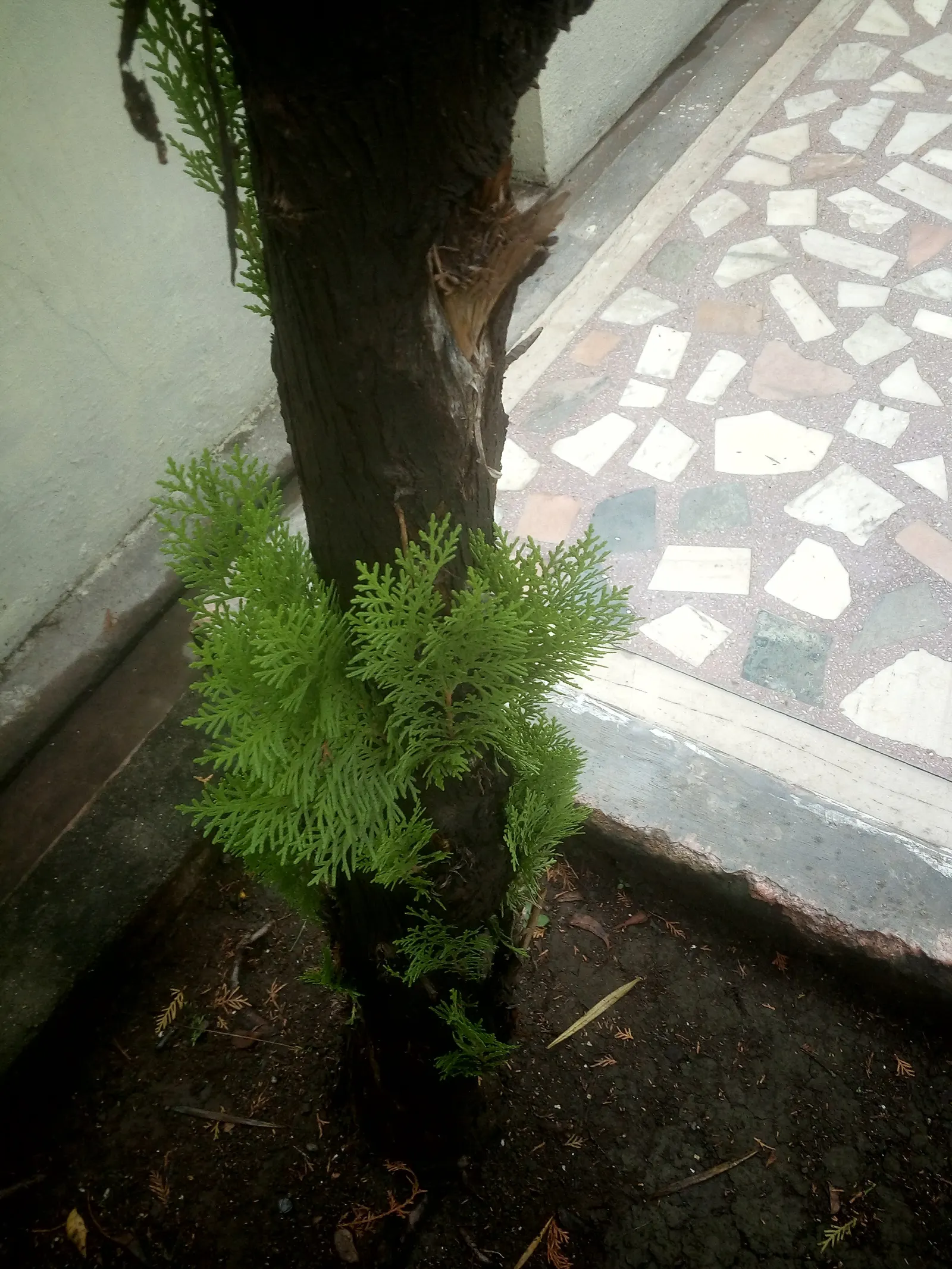 Oriental Arborvitae (Platycladus Orientalis) — providing year-round interest; it is moderately drought-tolerant