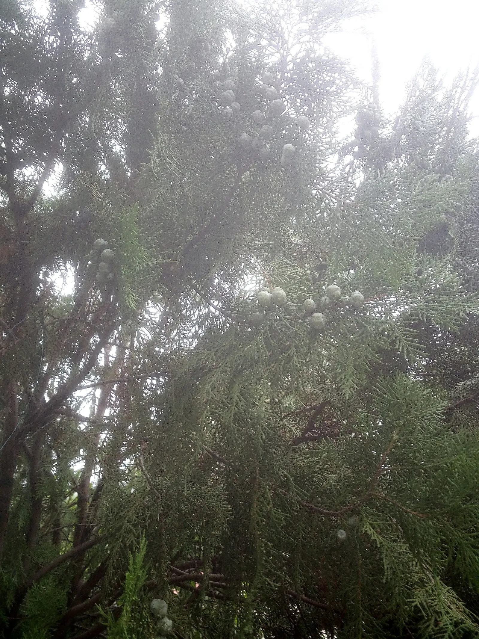 Oriental Arborvitae (Platycladus Orientalis) — Mature specimens reach 15-20 feet in height with a spread of 6-10 feet