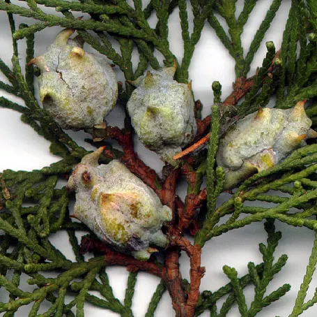 Oriental Arborvitae (Platycladus Orientalis) — The leaves emit a distinct fragrance when crushed; prefers full sun to partial shade in well-drained soil