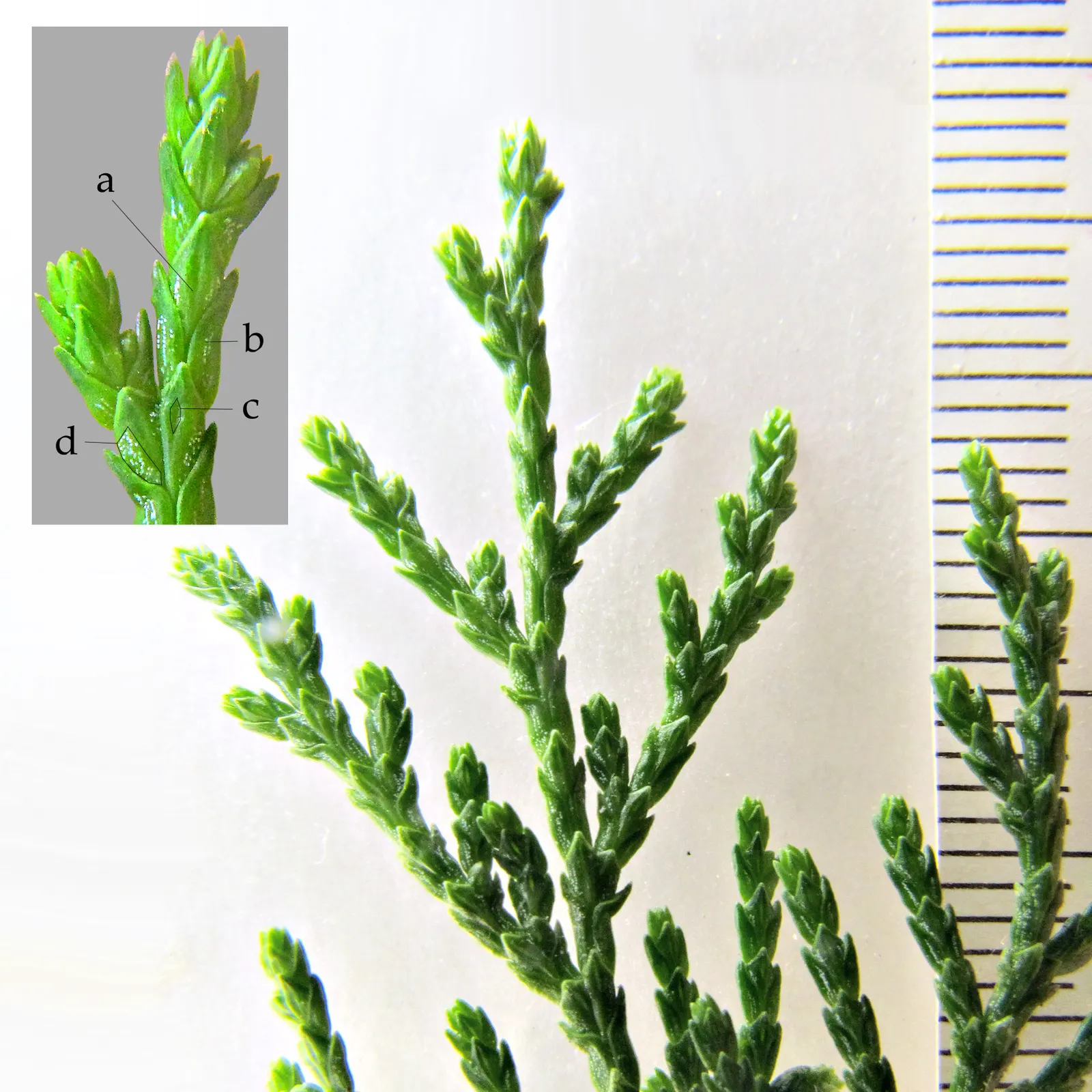 Oriental Arborvitae (Platycladus Orientalis) — evergreen conifer commonly used as a privacy screen or accent plant