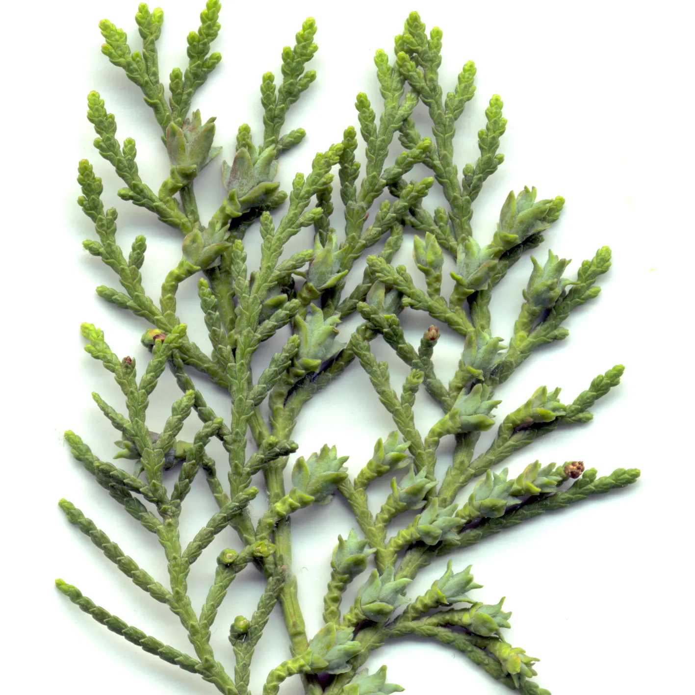Oriental Arborvitae (Platycladus Orientalis) — It can reach heights of 10 to 60 feet with a spread of 10 to 25 feet; conifer / shrub for full or half