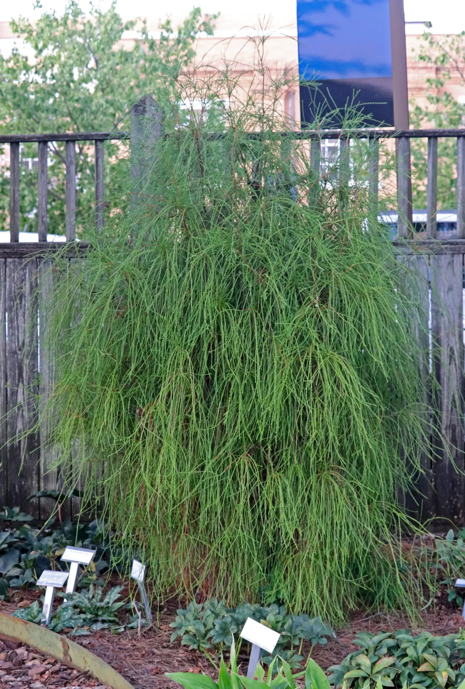 Oriental Arborvitae (Platycladus Orientalis) — Its dense, scale-like foliage offers year-round interest, shifting from bright green to bronze in winter; mature