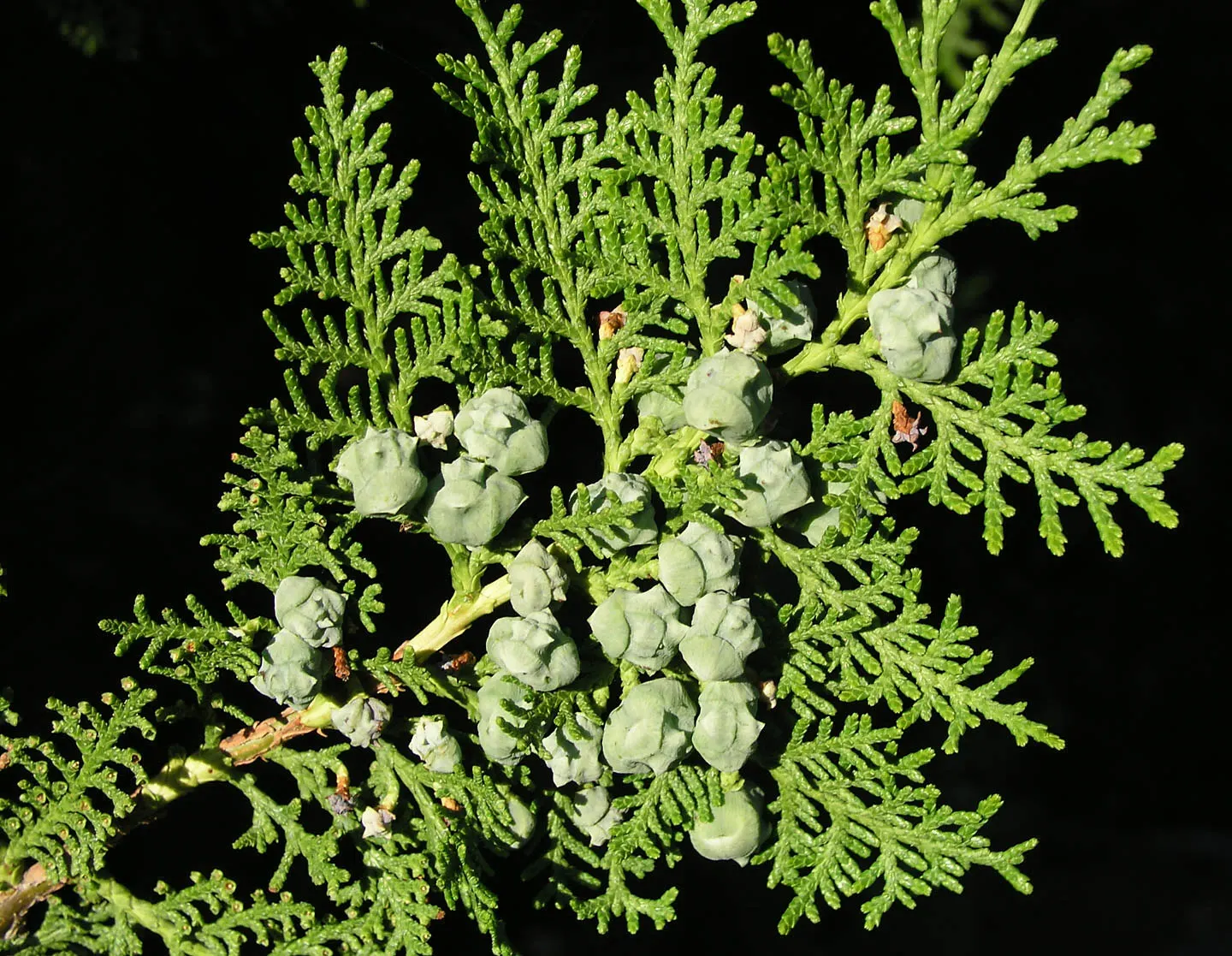 Oriental Arborvitae (Platycladus Orientalis) — conifer / shrub for full or half