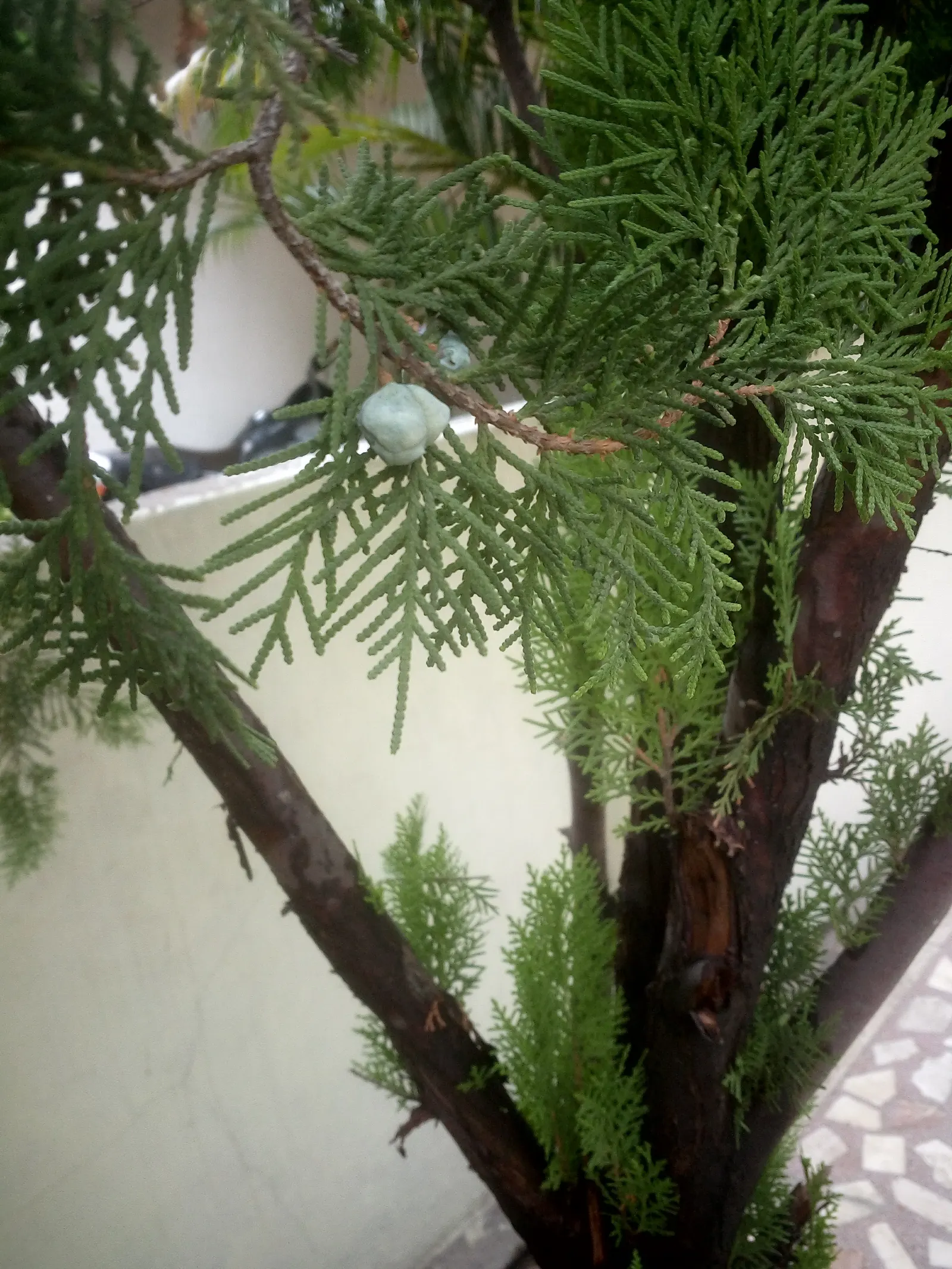 Oriental Arborvitae (Platycladus Orientalis) — displaying adaptability to a range of soil conditions; conical form that requires minimal maintenance