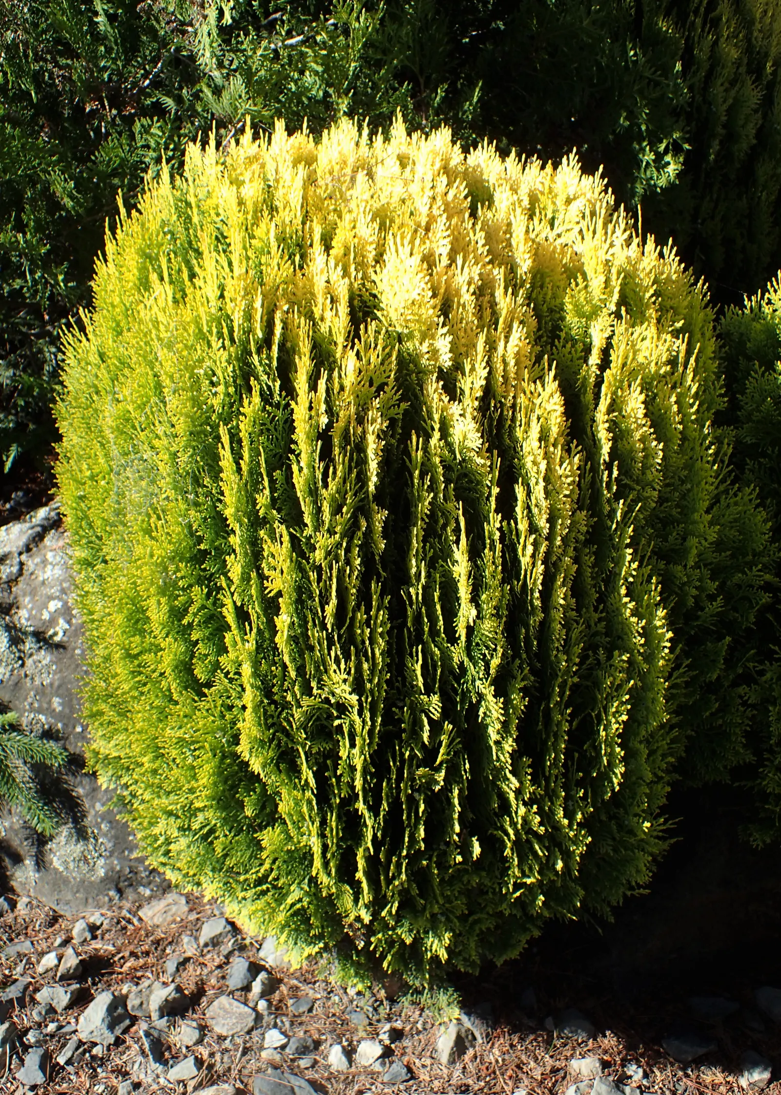Oriental Arborvitae (Platycladus Orientalis) — transitioning to a bronze hue in the colder months