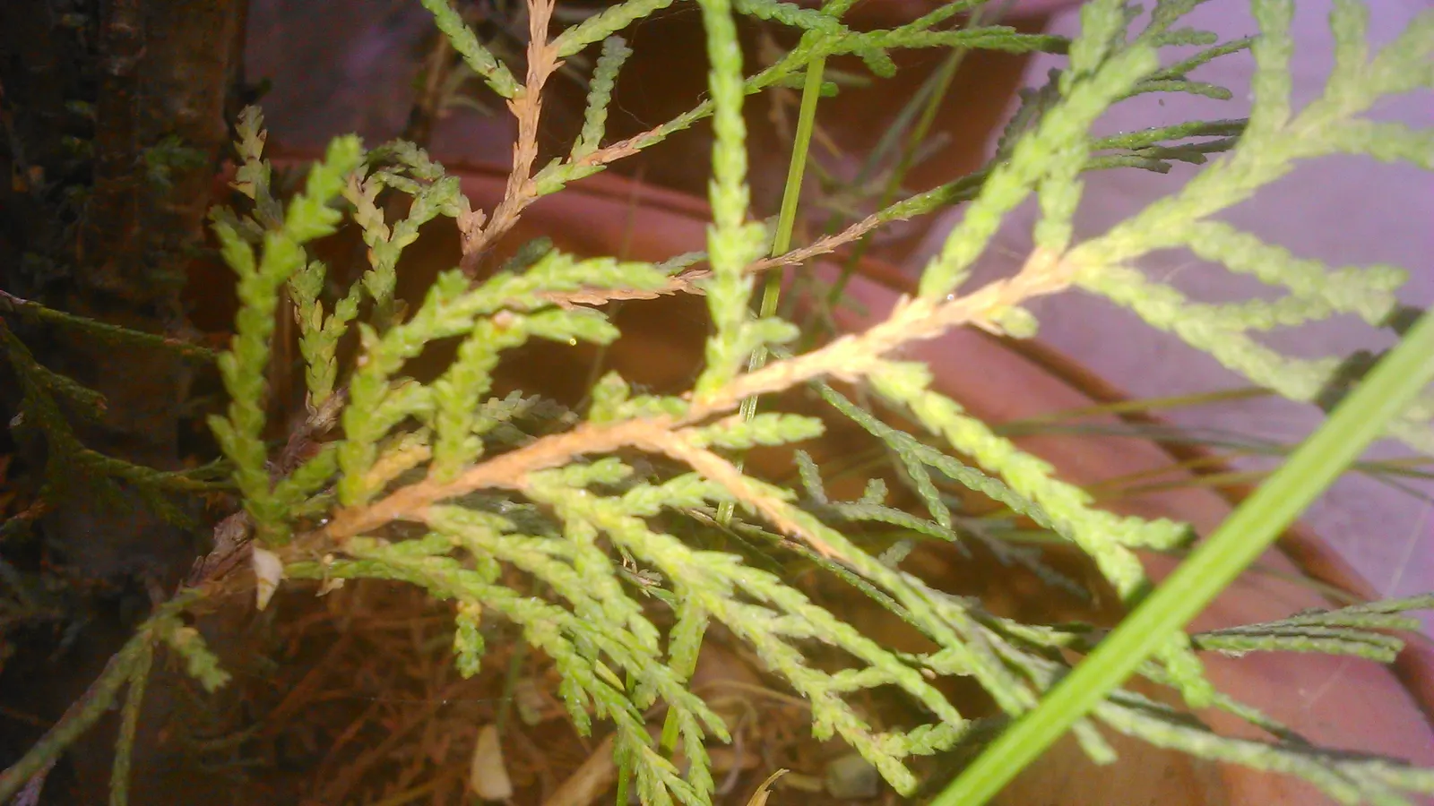 Oriental Arborvitae (Platycladus Orientalis) — evergreen conifer commonly used as a privacy screen or accent plant; its dense, scale-like foliage offers