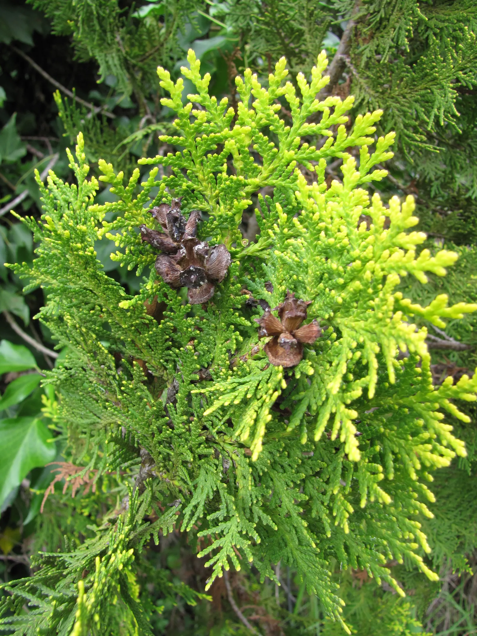 Oriental Arborvitae (Platycladus Orientalis) — as long as the soil is well-draining; providing year-round interest