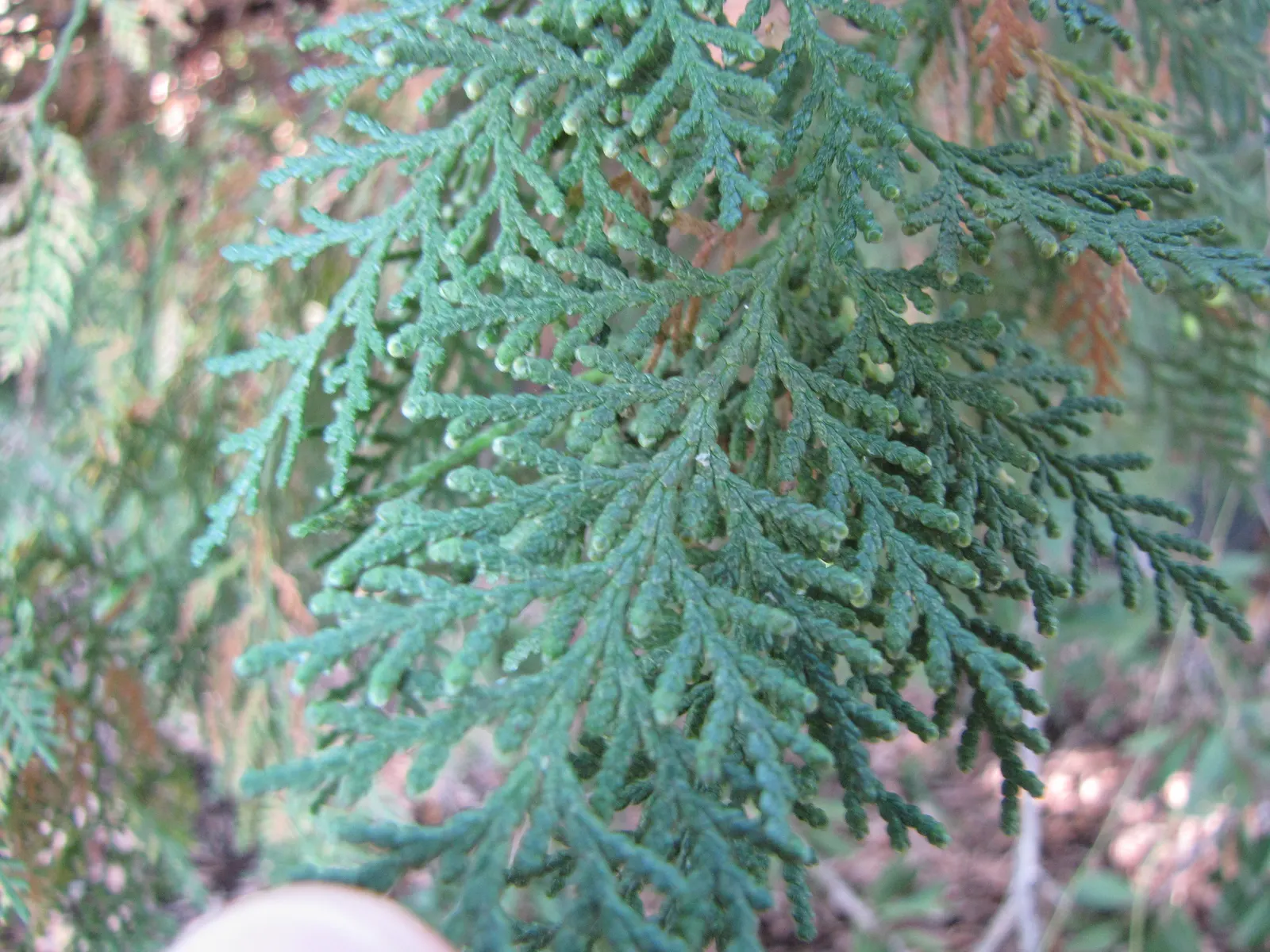 Oriental Arborvitae (Platycladus Orientalis) — Arborvitae should be watered regularly after planting to establish a robust root system