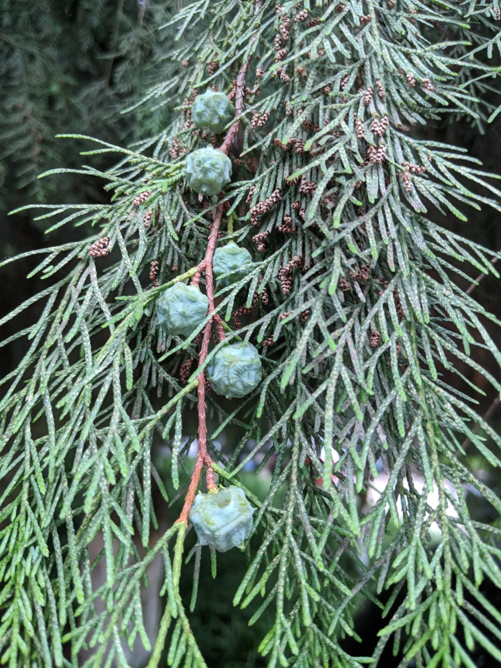 Oriental Arborvitae (Platycladus Orientalis) — upright cones approximately 0.5 inches long; although it requires minimal maintenance overall.<br><br>For