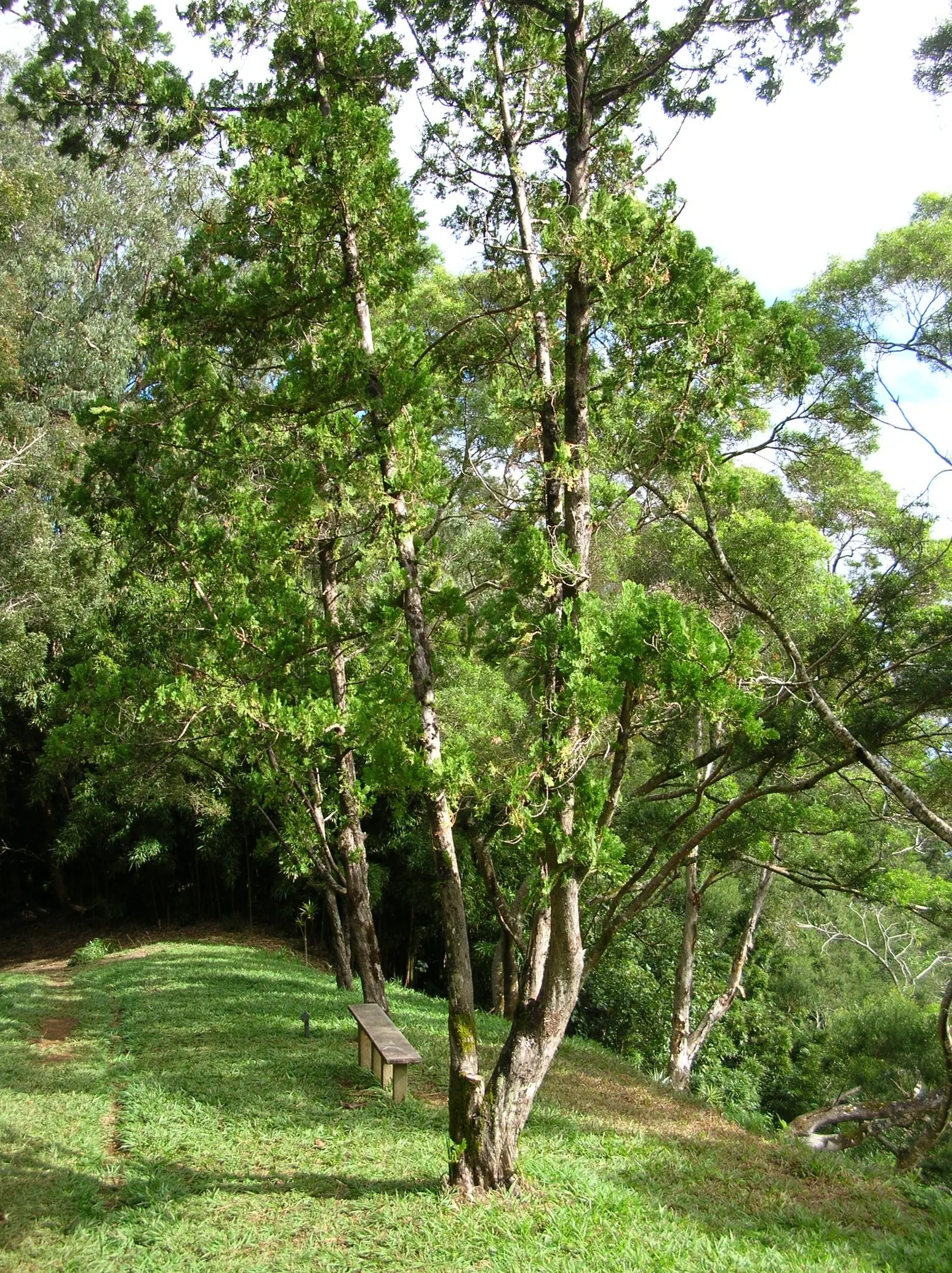 Oriental Arborvitae (Platycladus Orientalis) — It does best with full sun to partial shade exposure