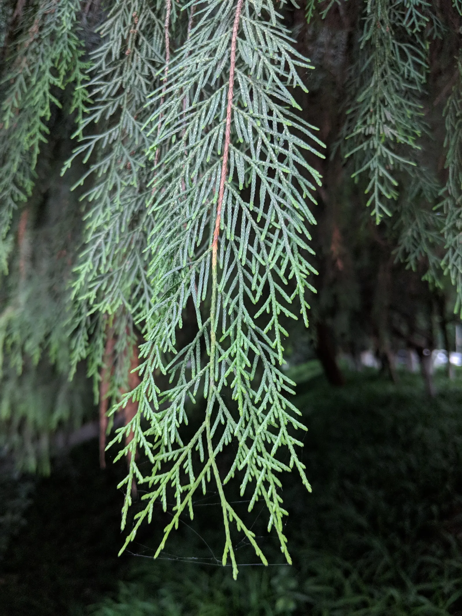 Oriental Arborvitae (Platycladus Orientalis) — scale-like leaves which are a vibrant green; it can reach heights of 10 to 60 feet with a spread of 10 to 25 feet