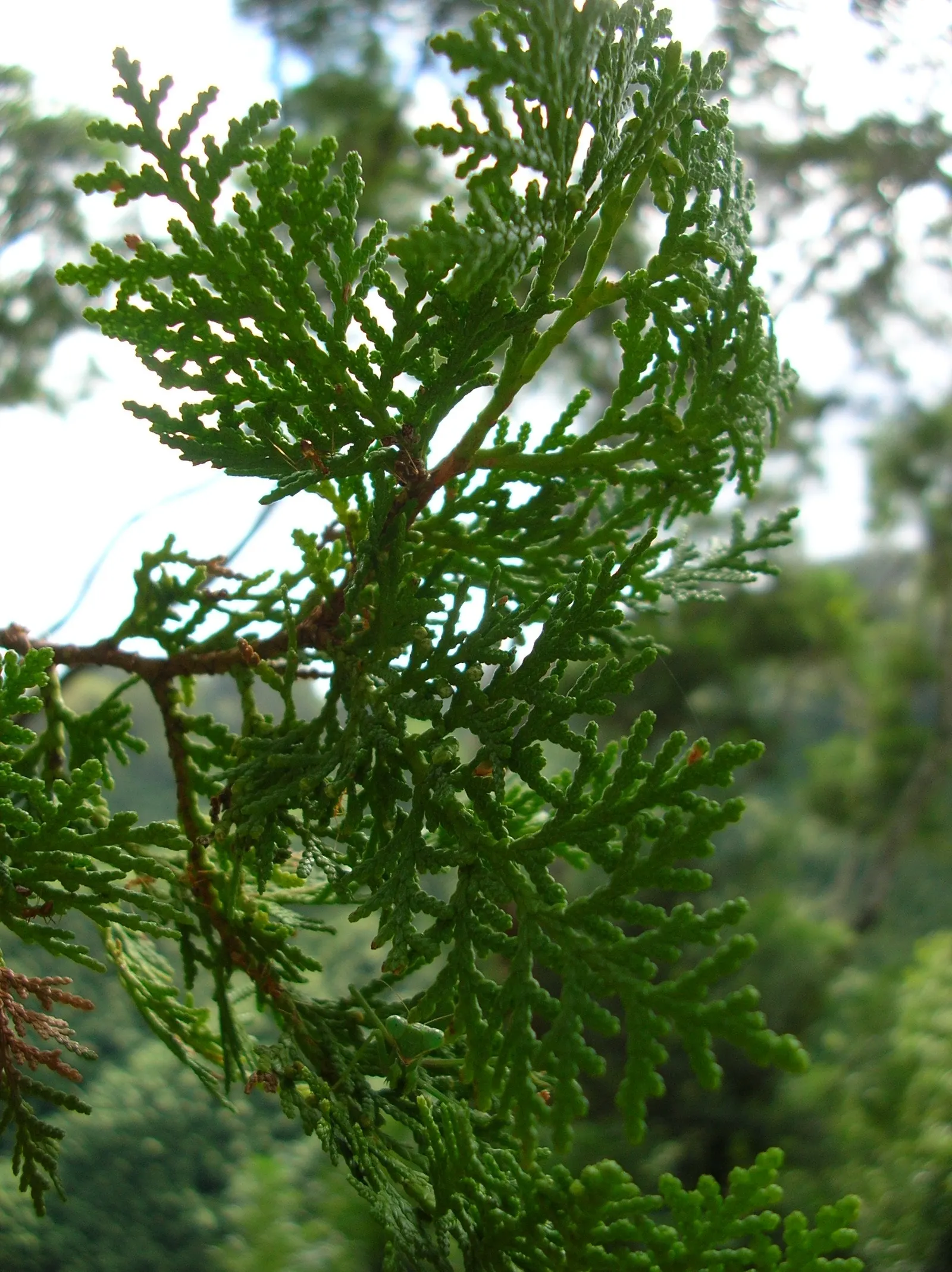 Oriental Arborvitae (Platycladus Orientalis) — conical form that requires minimal maintenance; it can benefit from occasional pruning