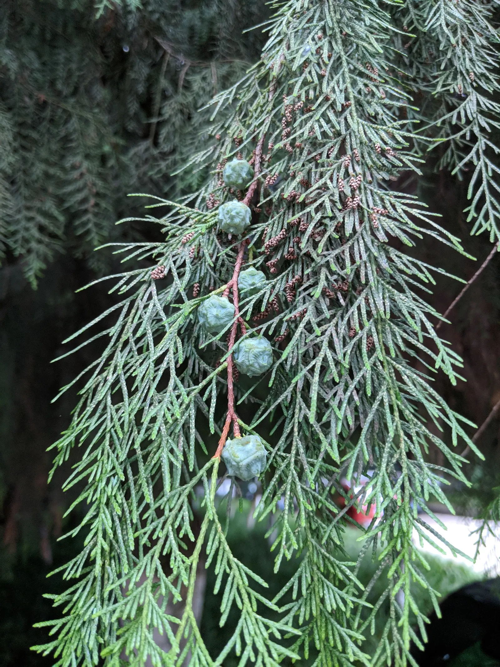 Oriental Arborvitae (Platycladus Orientalis) — Prefers full sun to partial shade in well-drained soil, proving to be hardy in Zones 6 through 11; transitioning