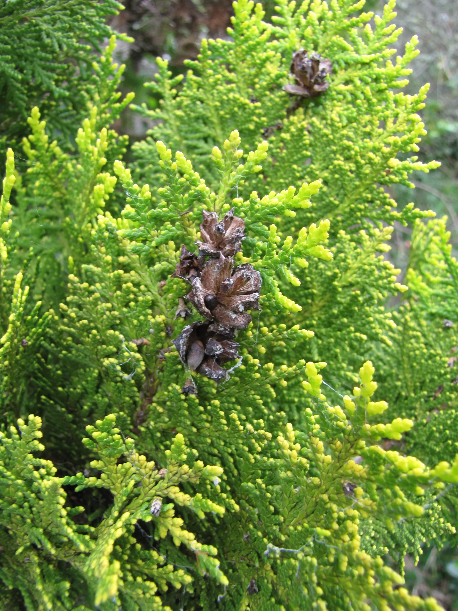 Oriental Arborvitae (Platycladus Orientalis) — also known as the Oriental Thuja