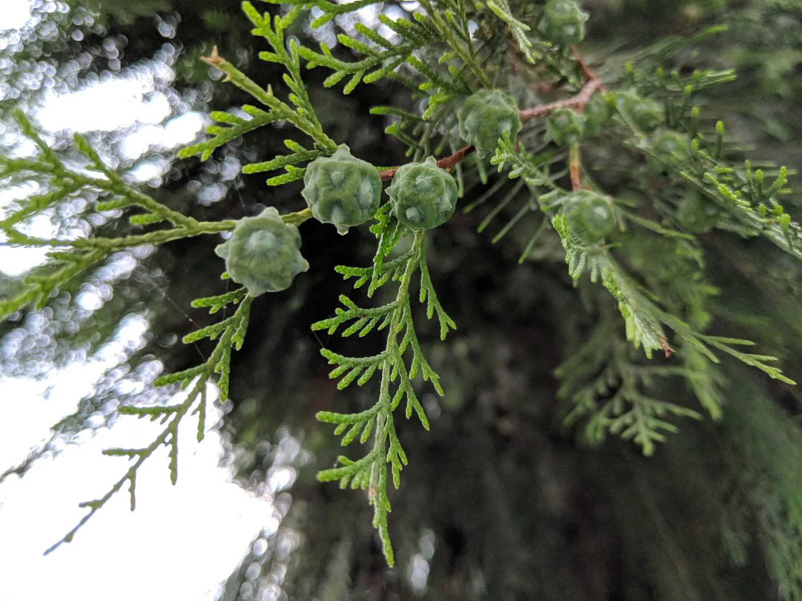 Oriental Arborvitae (Platycladus Orientalis) — which is often considered pleasant and is a characteristic feature, image 35