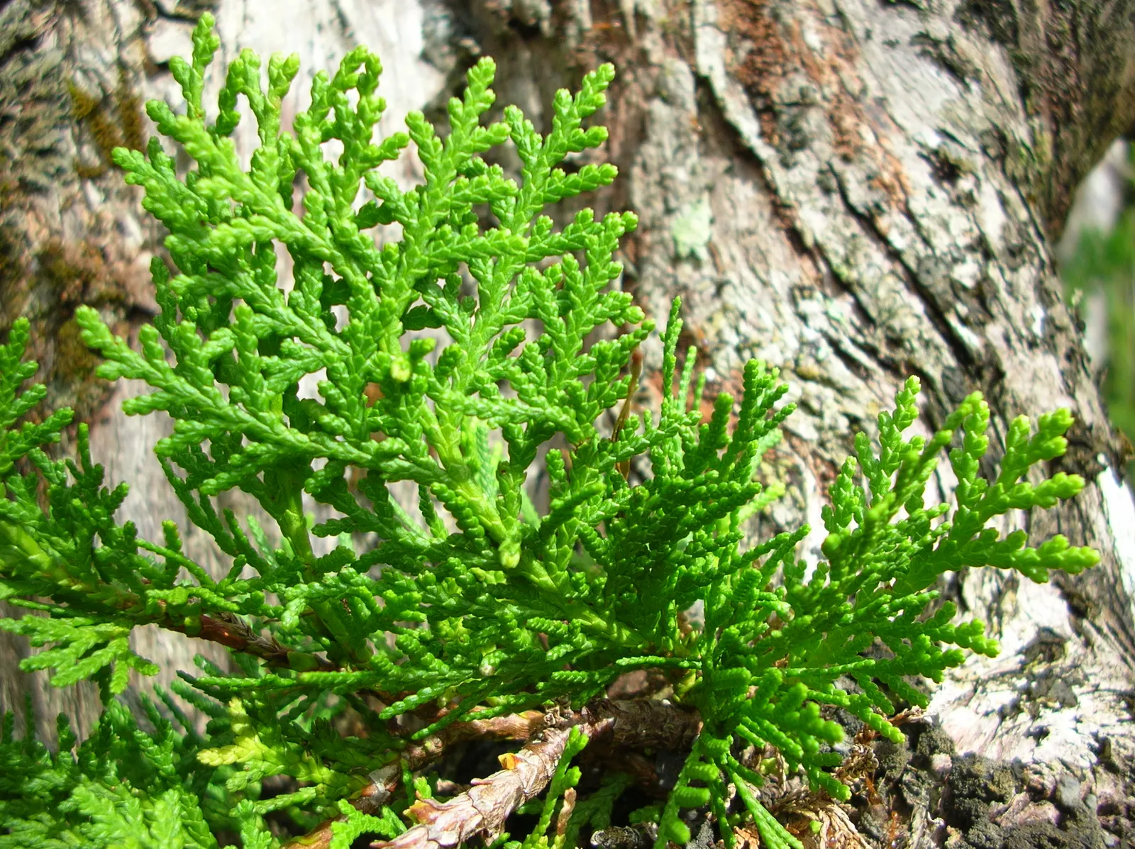 Oriental Arborvitae (Platycladus Orientalis) — providing year-round interest