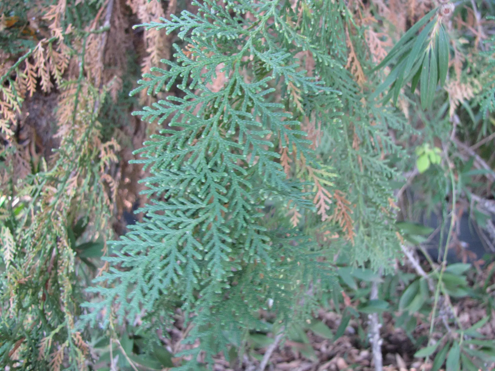Oriental Arborvitae (Platycladus Orientalis) — Prefers full sun to partial shade in well-drained soil, proving to be hardy in Zones 6 through 11