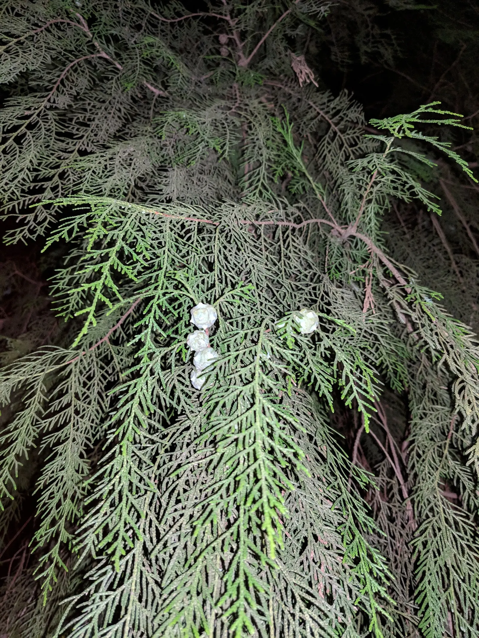Oriental Arborvitae (Platycladus Orientalis) — although it requires minimal maintenance overall.<br><br>For irrigation