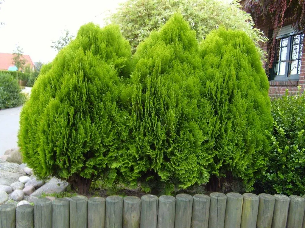 Oriental Arborvitae (Platycladus Orientalis) — Mature specimens reach 15-20 feet in height with a spread of 6-10 feet; the leaves emit a distinct fragrance