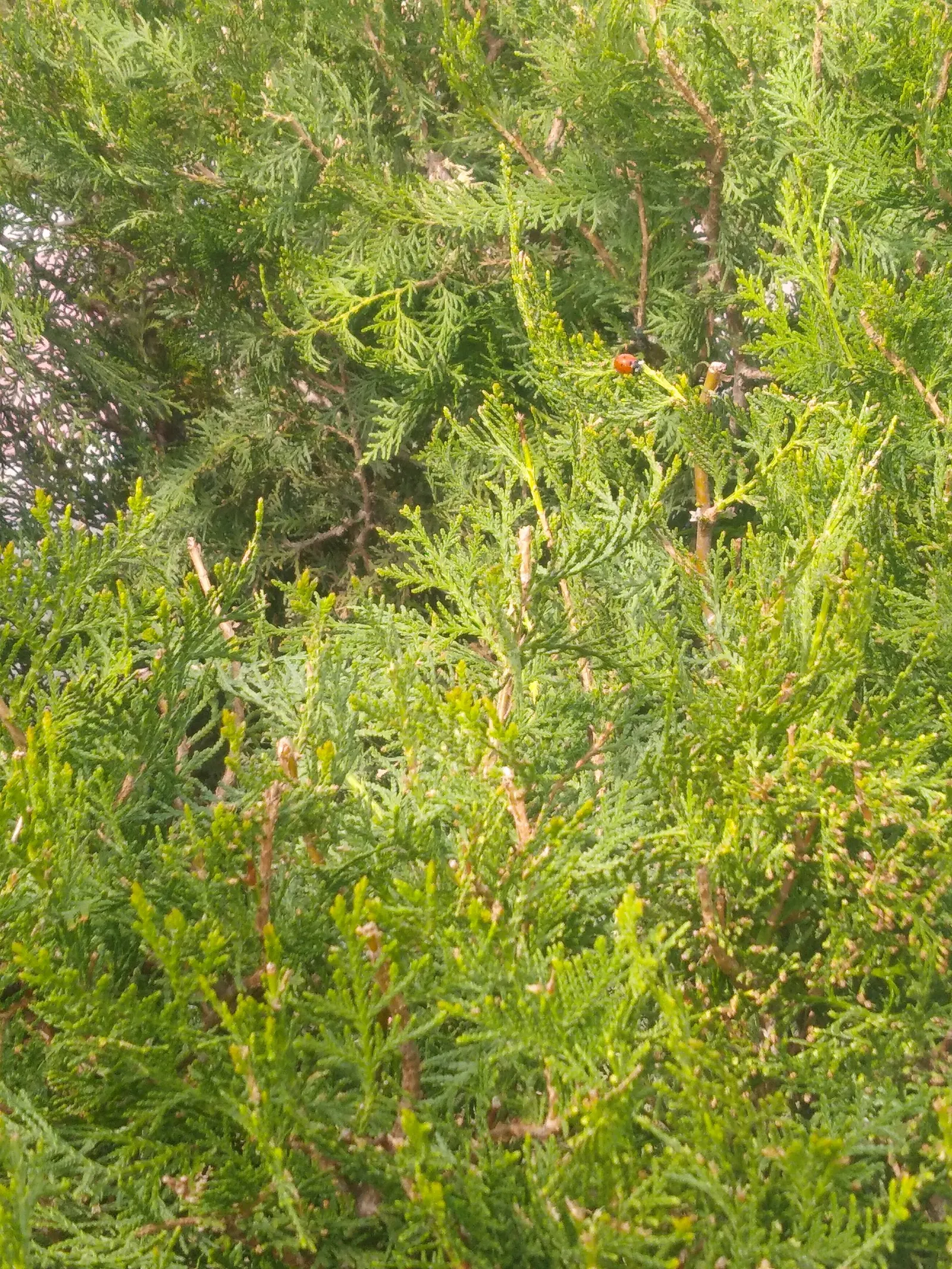 Oriental Arborvitae (Platycladus Orientalis) — displaying adaptability to a range of soil conditions
