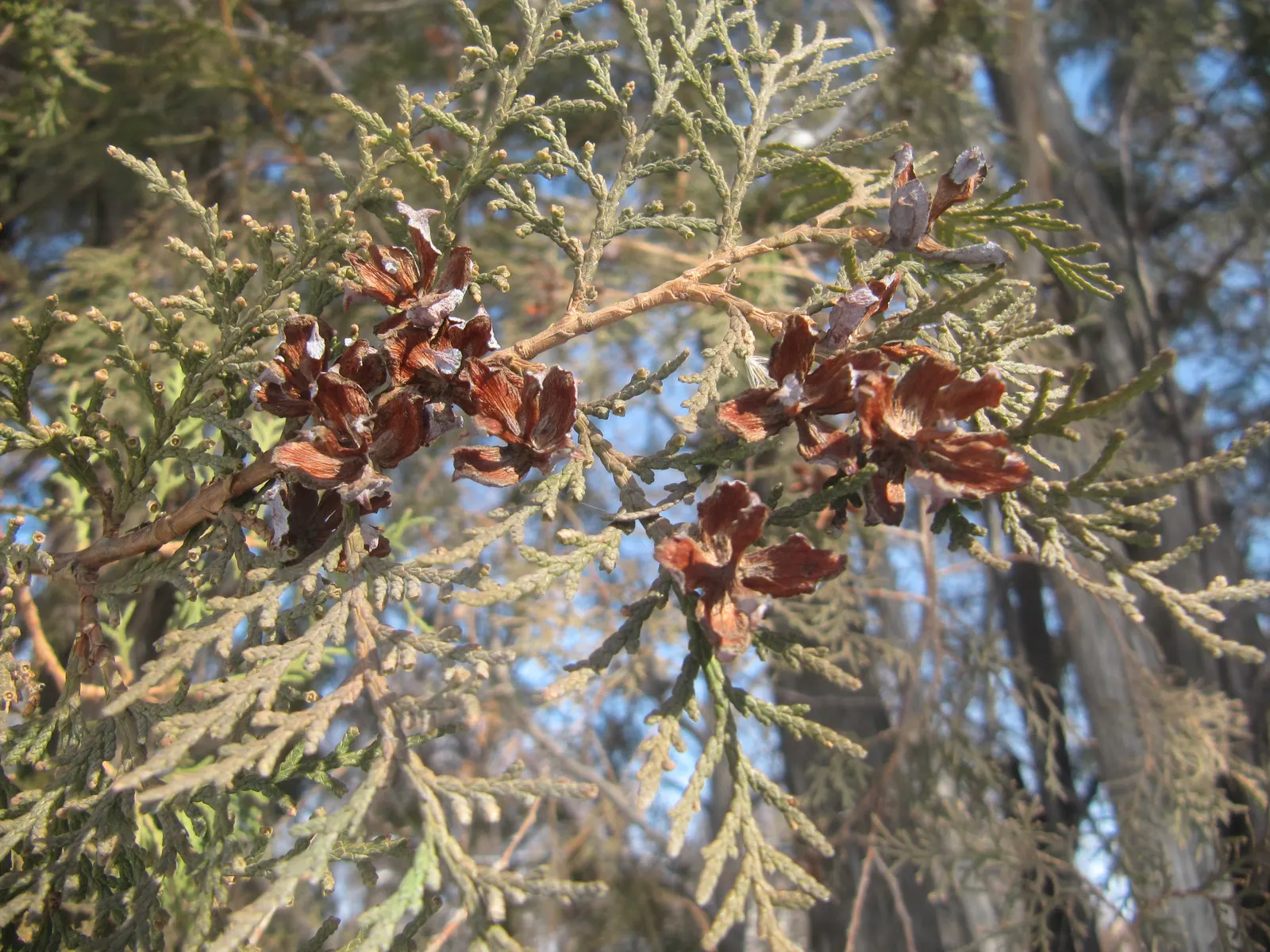 Oriental Arborvitae (Platycladus Orientalis) — transitioning to a bronze hue in the colder months; displaying adaptability to a range of soil conditions