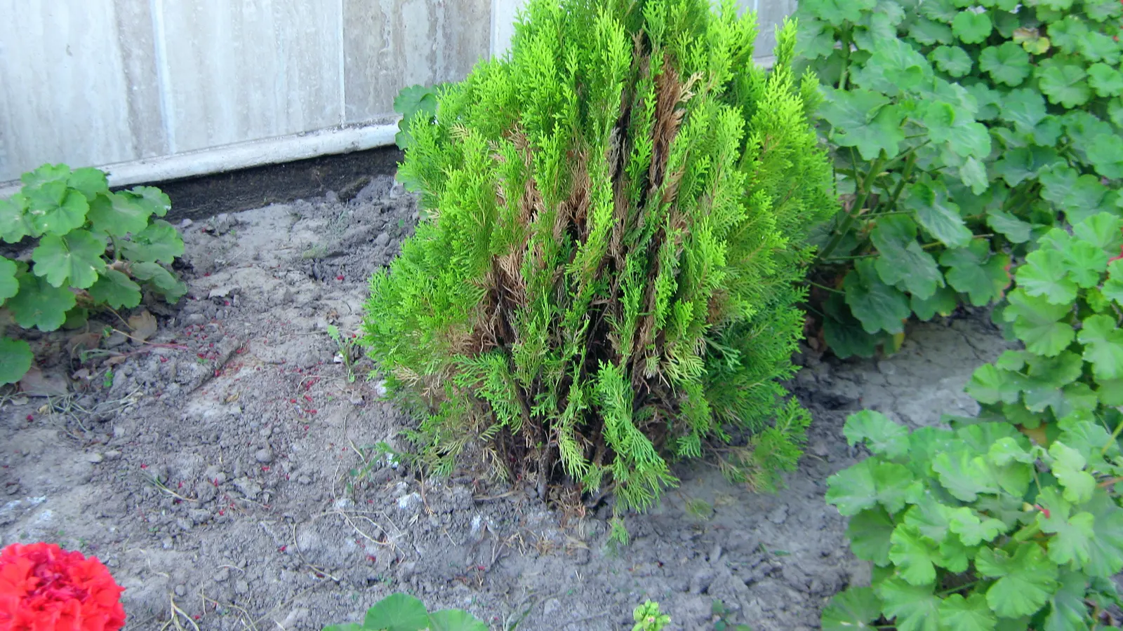Oriental Arborvitae (Platycladus Orientalis) — it is moderately drought-tolerant