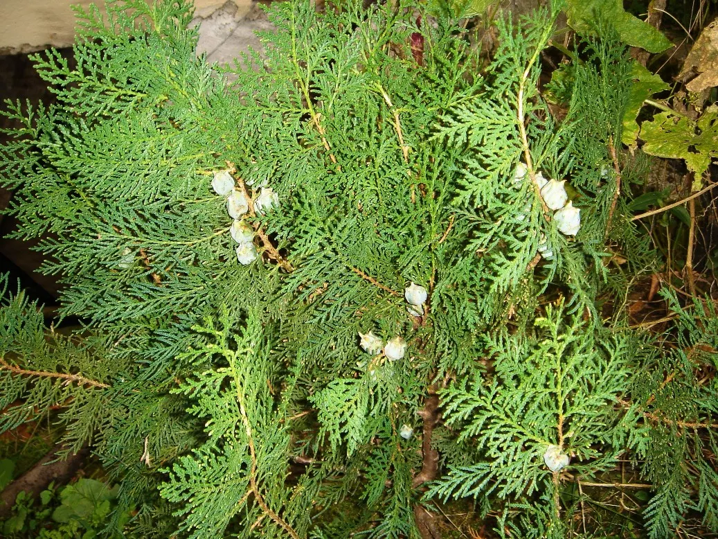 Oriental Arborvitae (Platycladus Orientalis) — scale-like leaves which are a vibrant green