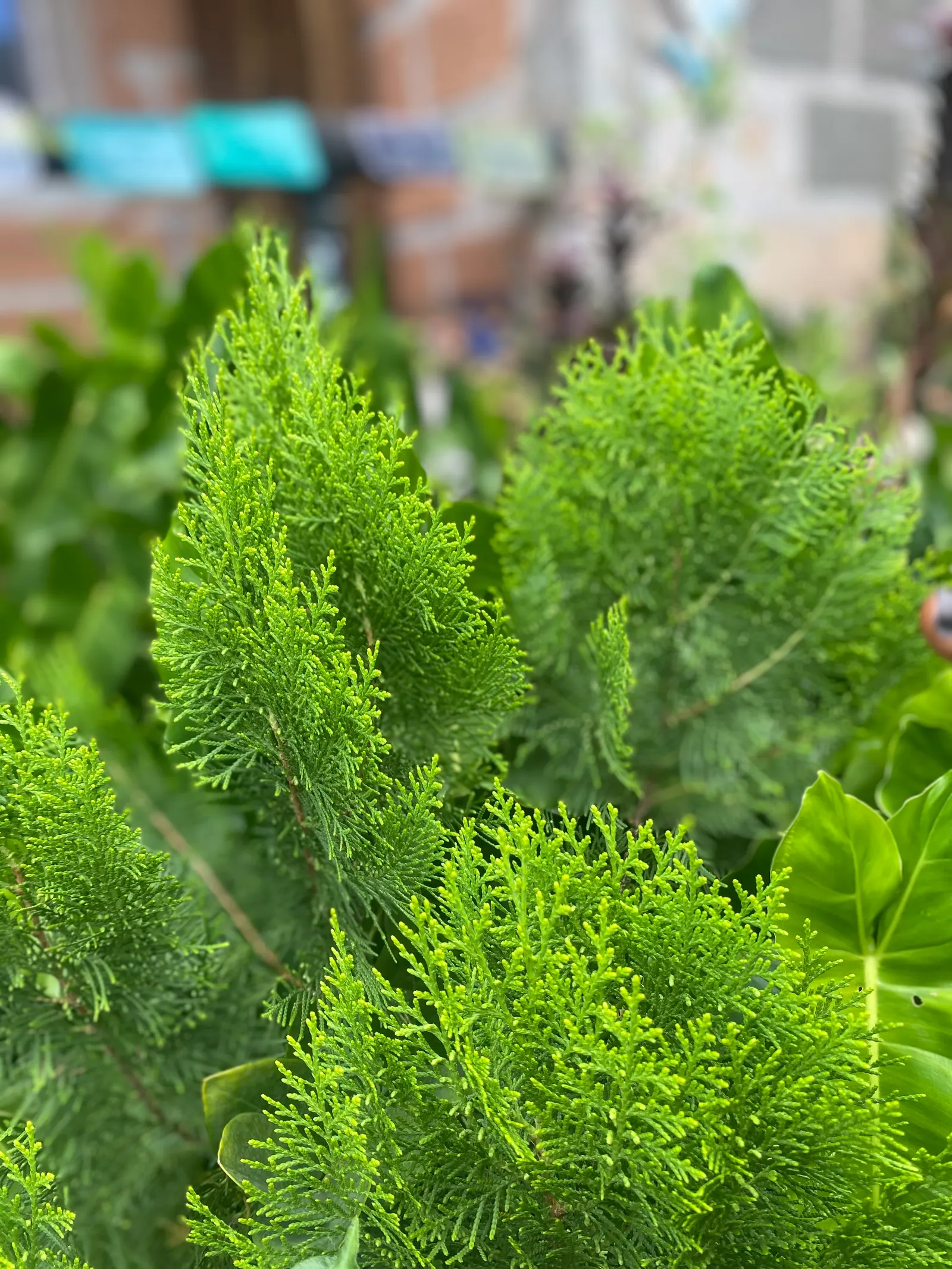 Oriental Arborvitae (Platycladus Orientalis) — which is often considered pleasant and is a characteristic feature