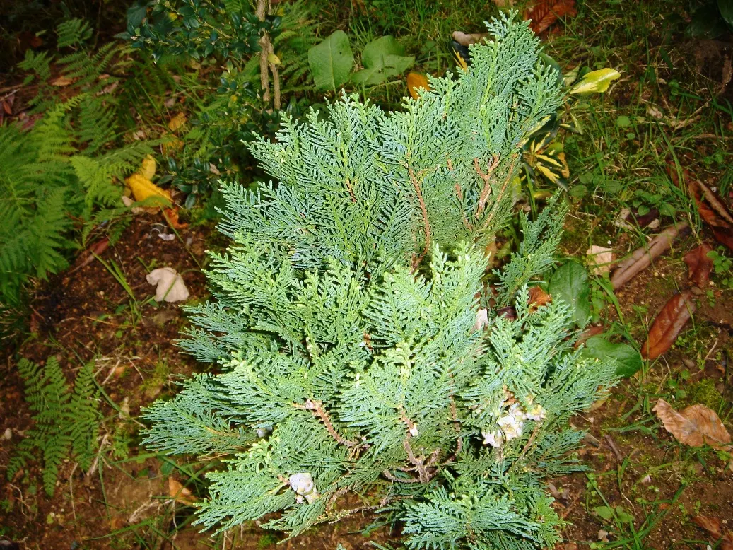 Oriental Arborvitae (Platycladus Orientalis) — The leaves emit a distinct fragrance when crushed