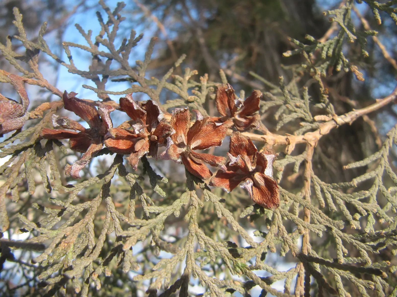 Oriental Arborvitae (Platycladus Orientalis) — Its dense, scale-like foliage offers year-round interest, shifting from bright green to bronze in winter