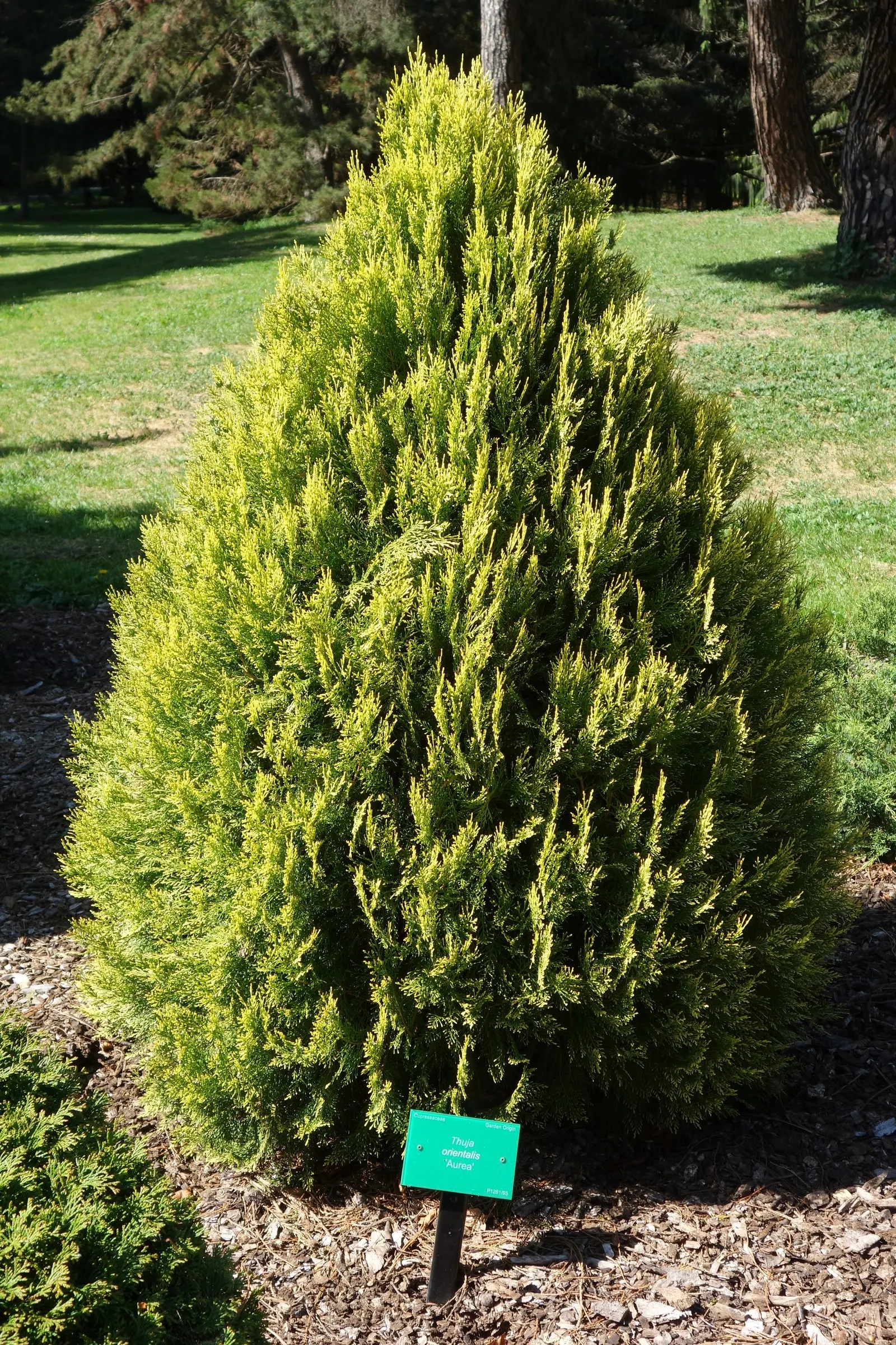 Oriental Arborvitae (Platycladus Orientalis) — also known as the Oriental Thuja; it does best with full sun to partial shade exposure