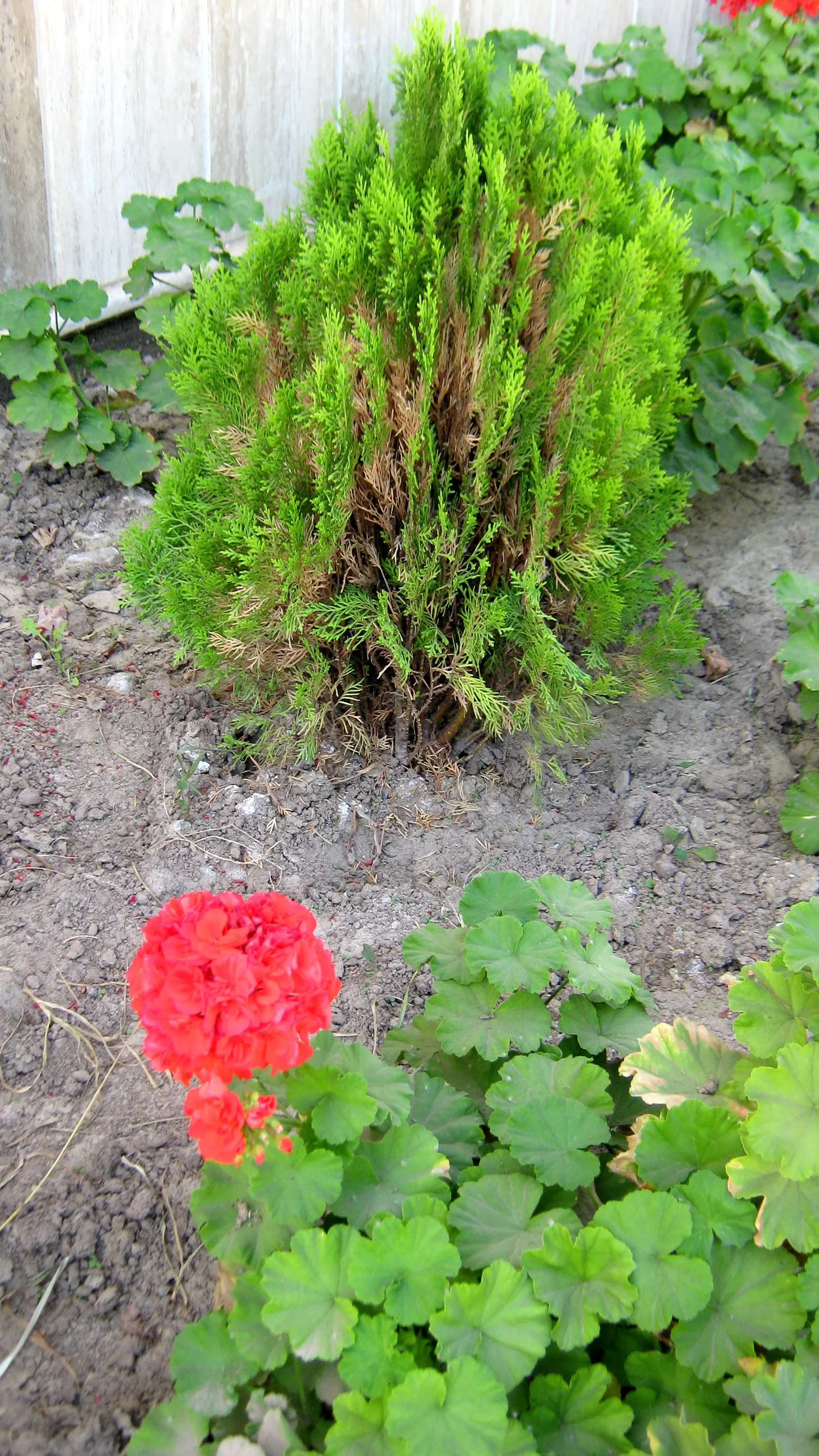 Oriental Arborvitae (Platycladus Orientalis) — making it a dependable choice for landscapers and garden enthusiasts alike