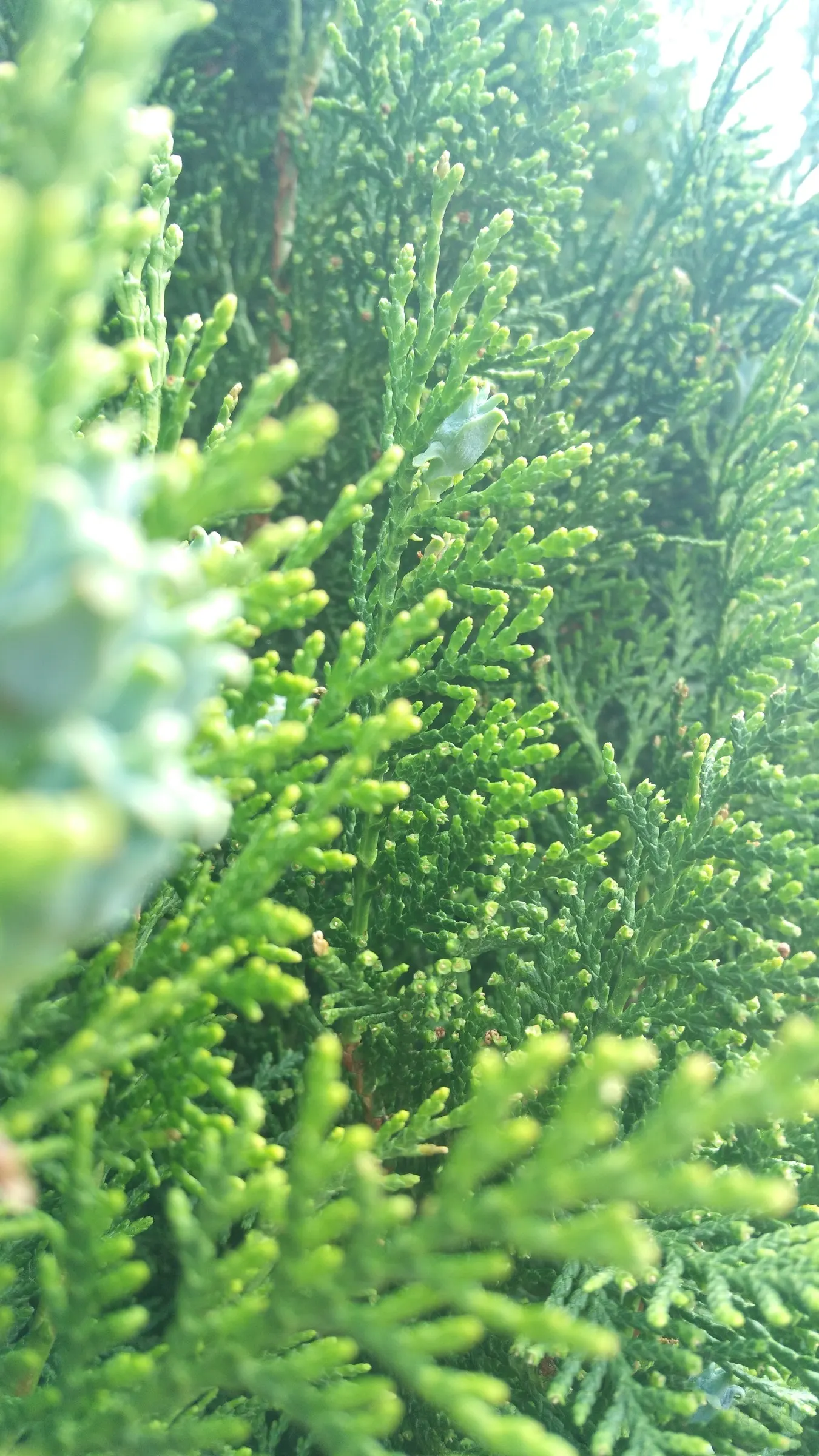Oriental Arborvitae (Platycladus Orientalis) — conical form that requires minimal maintenance