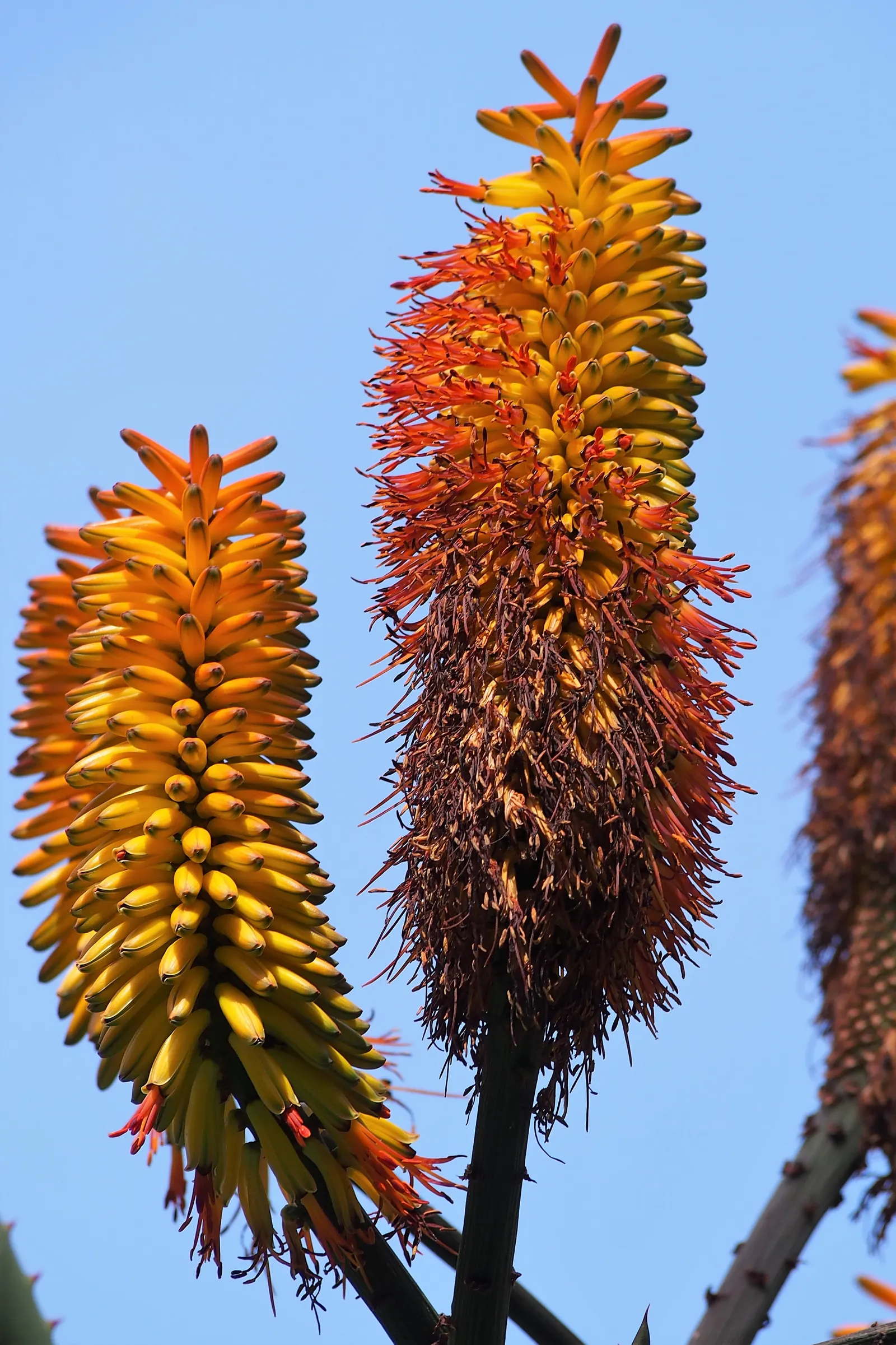 Bitter Aloe, Red Aloe (Aloe Ferox) — Additionally, its architectural form can be employed as a focal point or used for dramatic group plantings, image 69