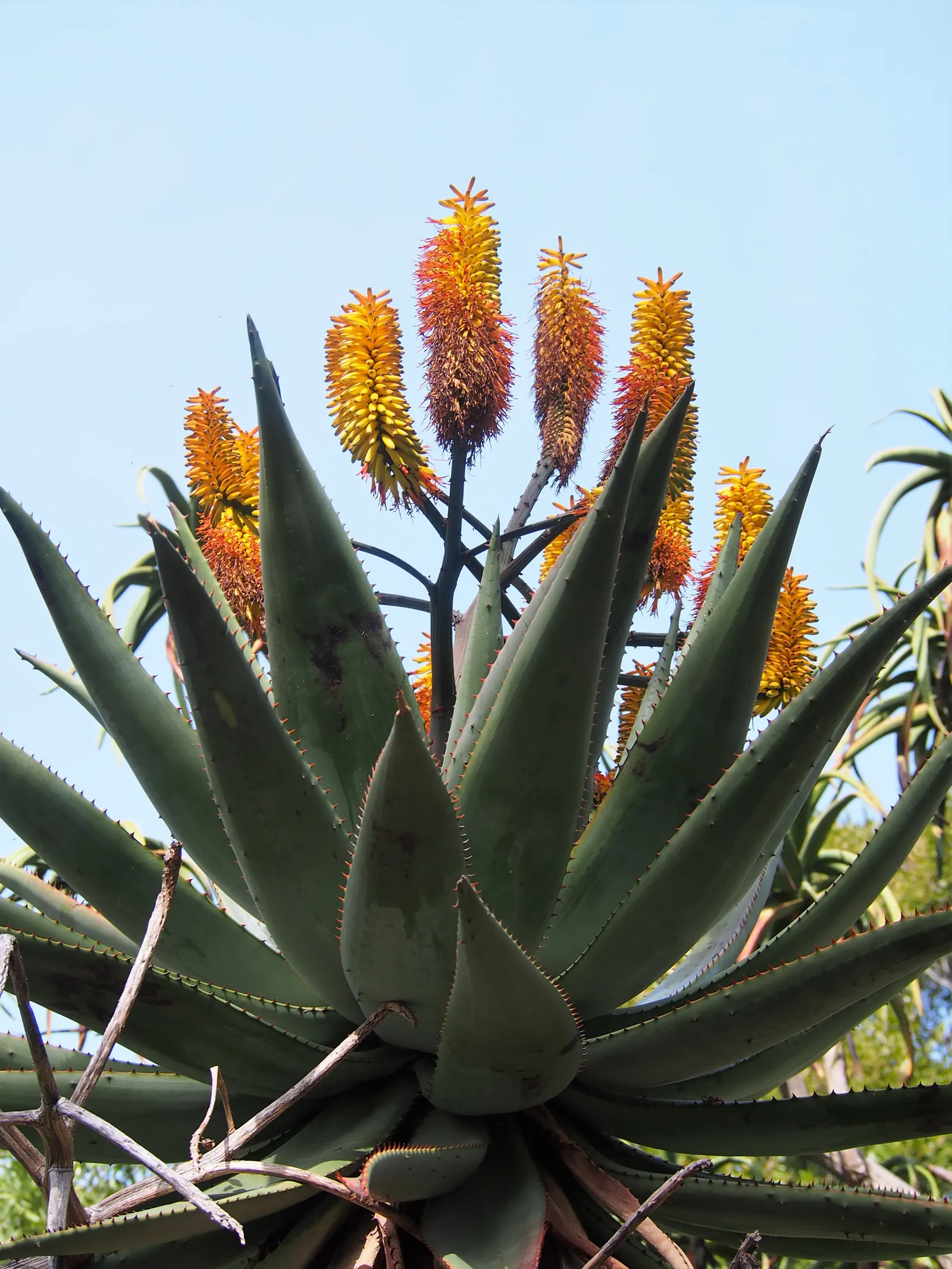 Bitter Aloe, Red Aloe (Aloe Ferox) — although it can tolerate partial shade; candelabra-like bloom spike reaching over 3 feet tall