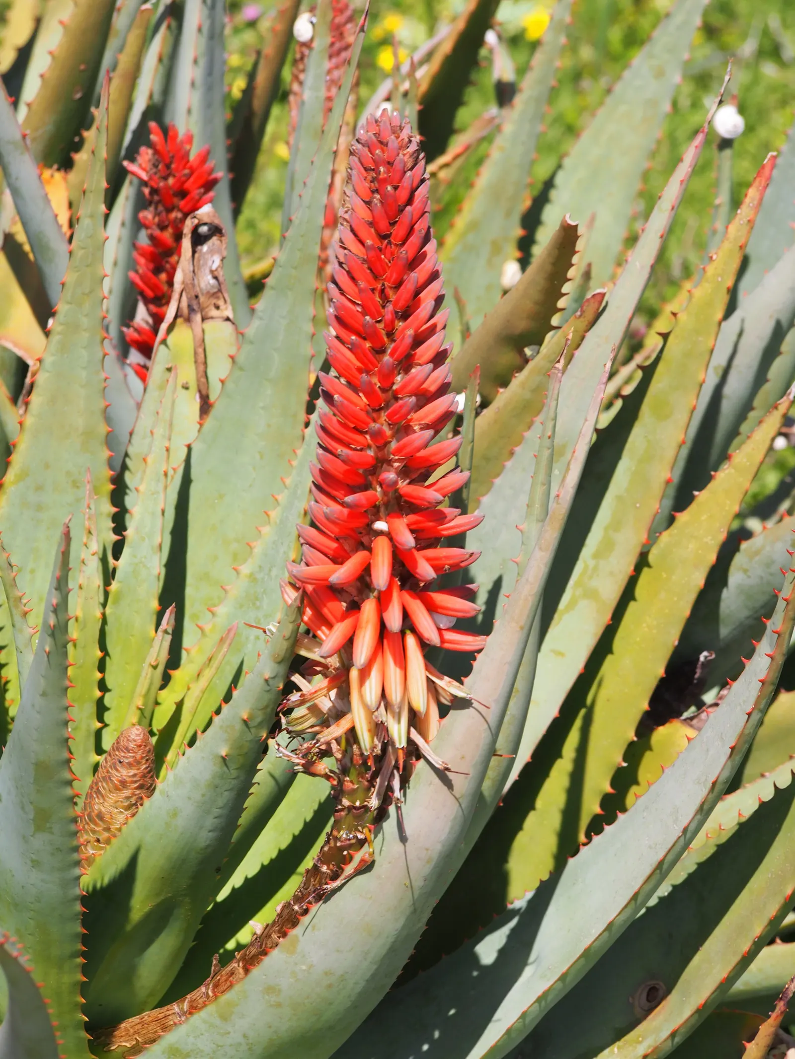 Bitter Aloe, Red Aloe (Aloe Ferox) — more commonly known as Red Aloe (Aloe ferox); and is a striking species known for its medicinal and ornamental, image 55