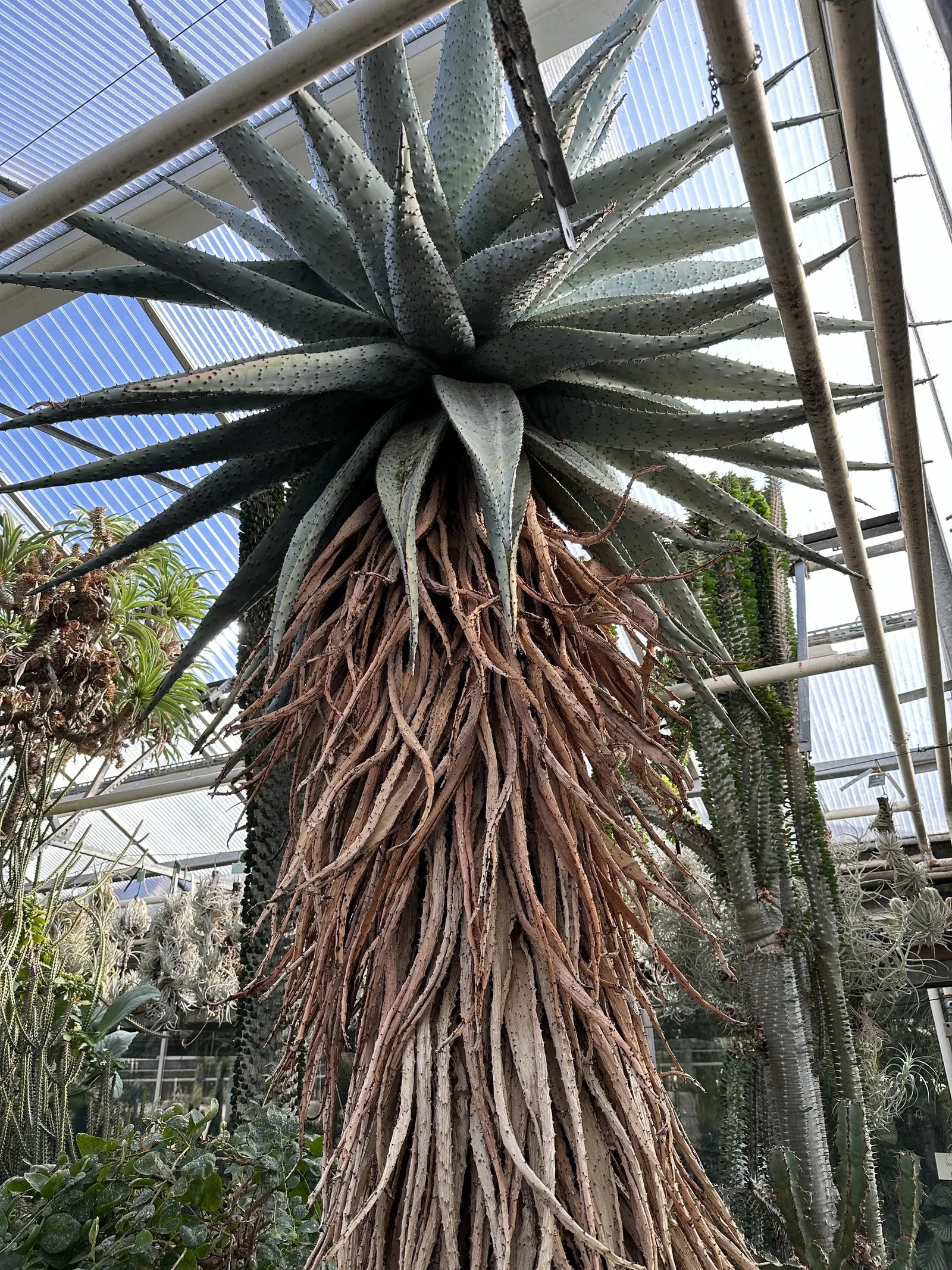 Bitter Aloe, Red Aloe (Aloe Ferox) — candelabra-like bloom spike reaching over 3 feet tall