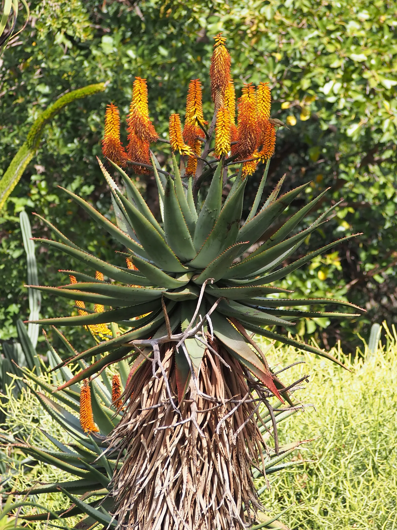 Bitter Aloe, Red Aloe (Aloe Ferox) — Adaptable to various soil types, this drought-tolerant plant prefers full sun, requiring minimal water; consider its