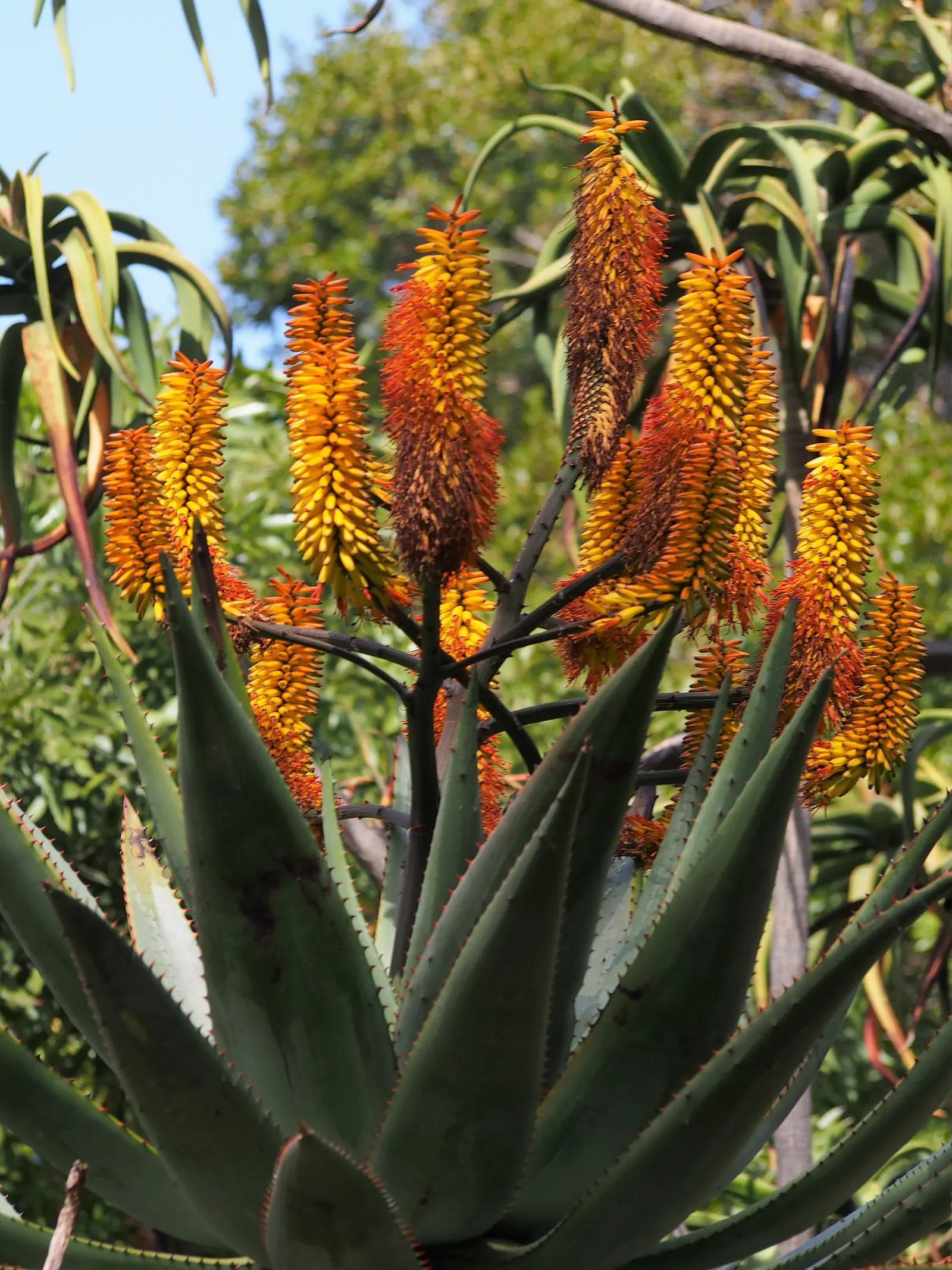 Bitter Aloe, Red Aloe (Aloe Ferox) — When incorporating Bitter Aloe into a landscape design; it's particularly suited for xeriscaping and rock gardens, thanks