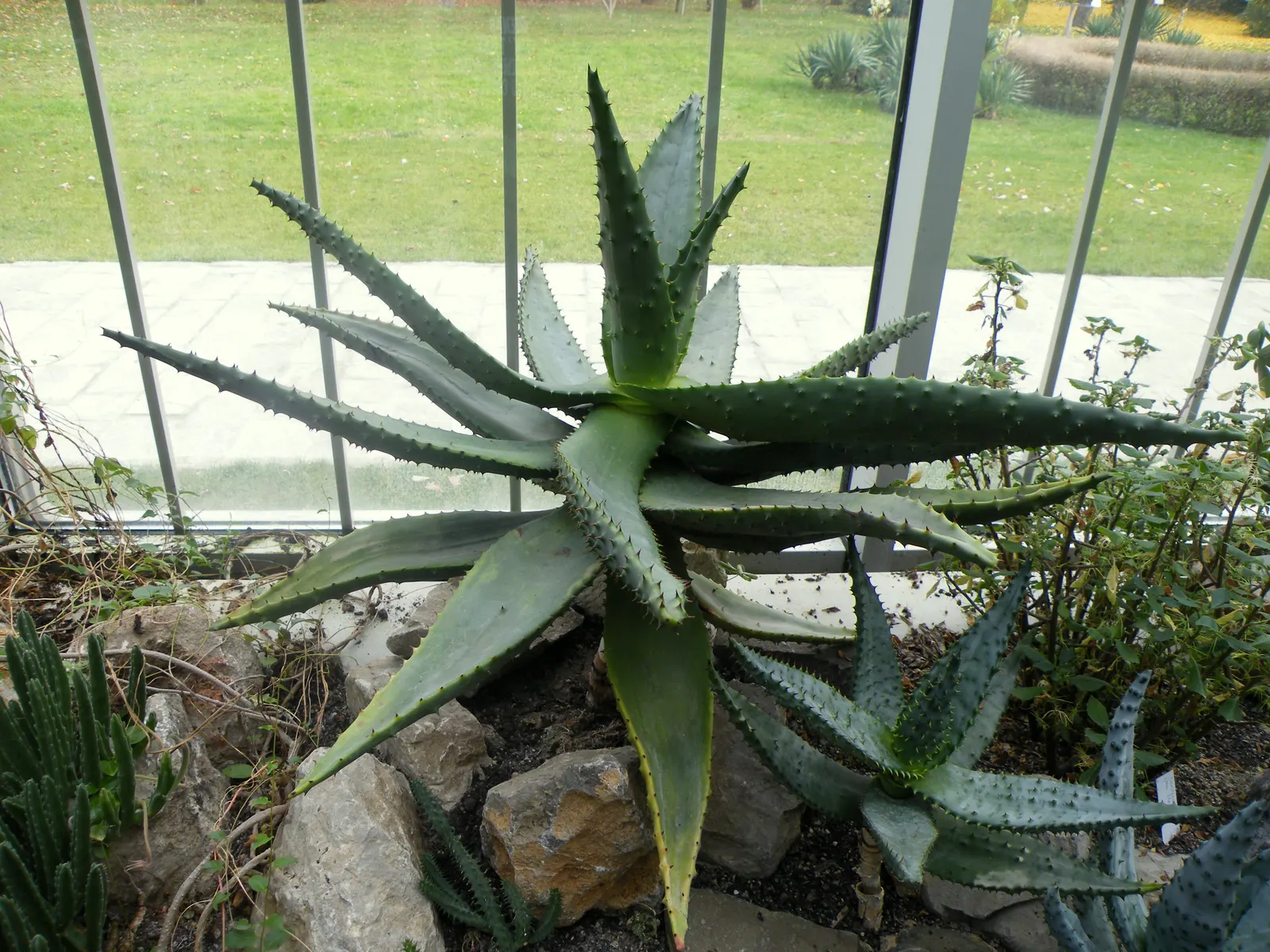 Bitter Aloe, Red Aloe (Aloe Ferox) — and is a striking species known for its medicinal and ornamental value