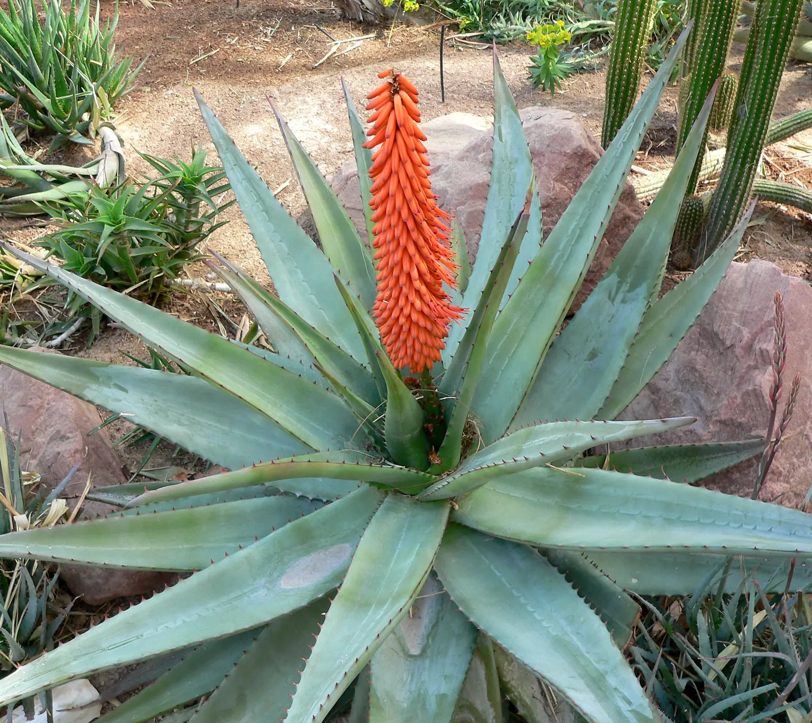 Bitter Aloe, Red Aloe (Aloe Ferox) — reaching heights of up to 10 feet with a spread of approximately 6 feet at maturity; the leaves of Aloe ferox are thick