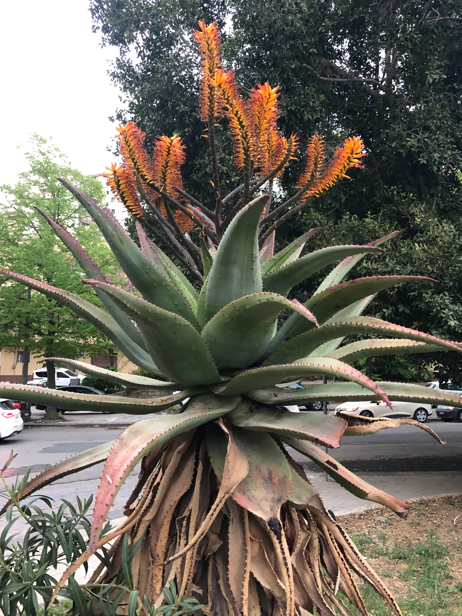 Bitter Aloe, Red Aloe (Aloe Ferox) — belongs to the Aloe genus; these blooms not only add a vivid splash of color to the garden