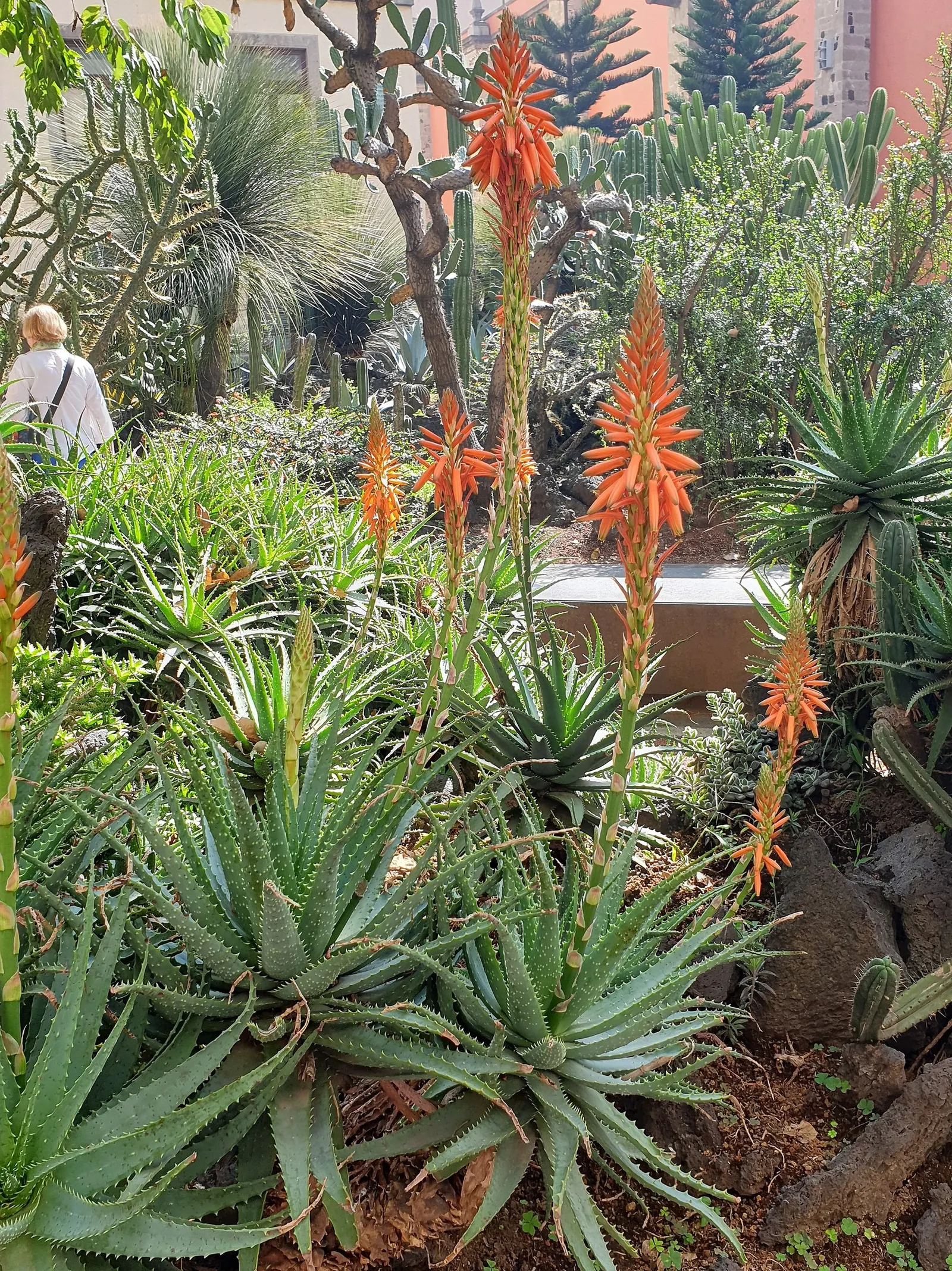 Bitter Aloe, Red Aloe (Aloe Ferox) — Adaptable to various soil types, this drought-tolerant plant prefers full sun, requiring minimal water