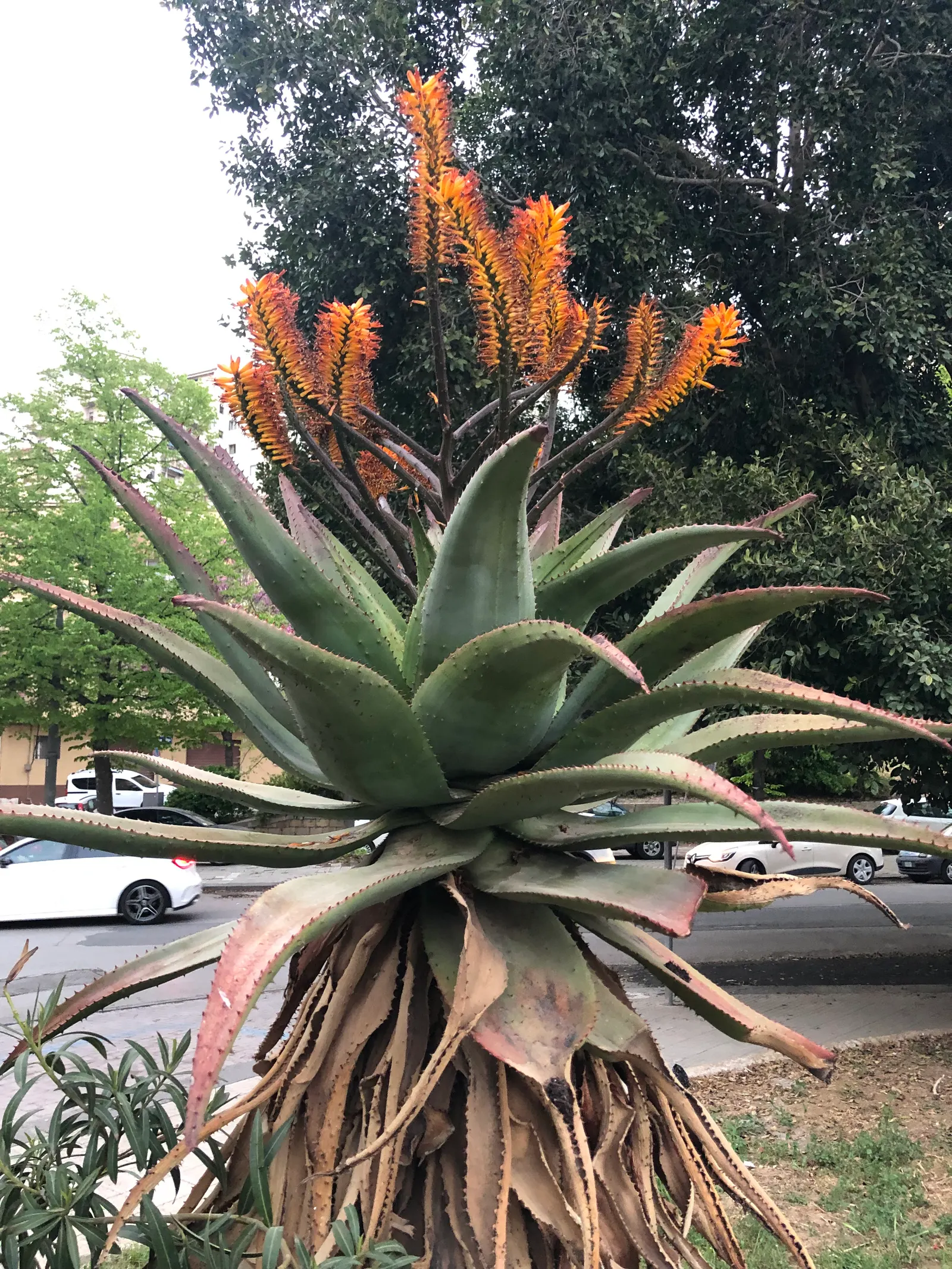 Bitter Aloe, Red Aloe (Aloe Ferox) — This robust plant hails from southern Africa and boasts a commanding presence in any landscape design