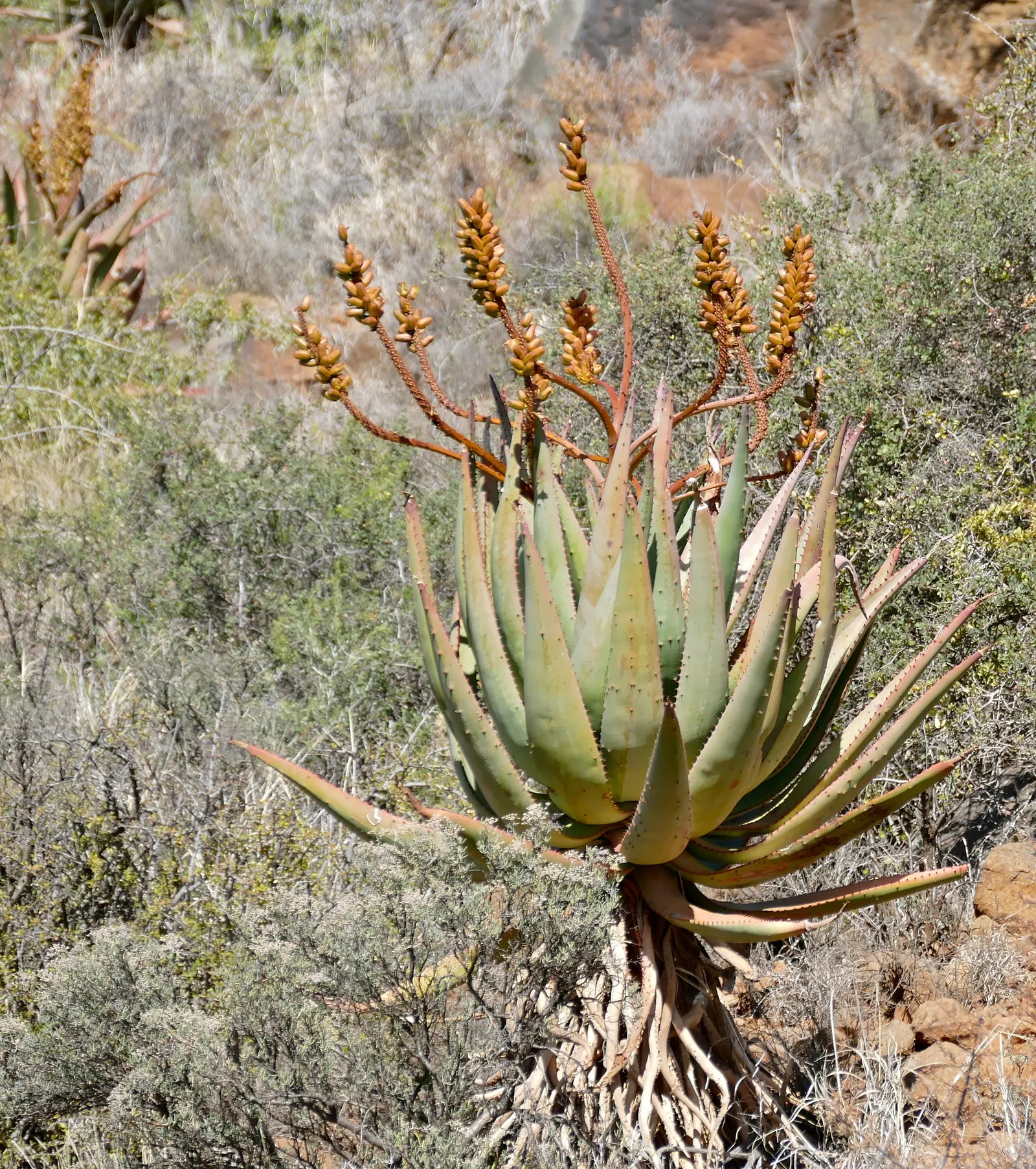 Bitter Aloe, Red Aloe (Aloe Ferox) — more commonly known as Red Aloe (Aloe ferox)