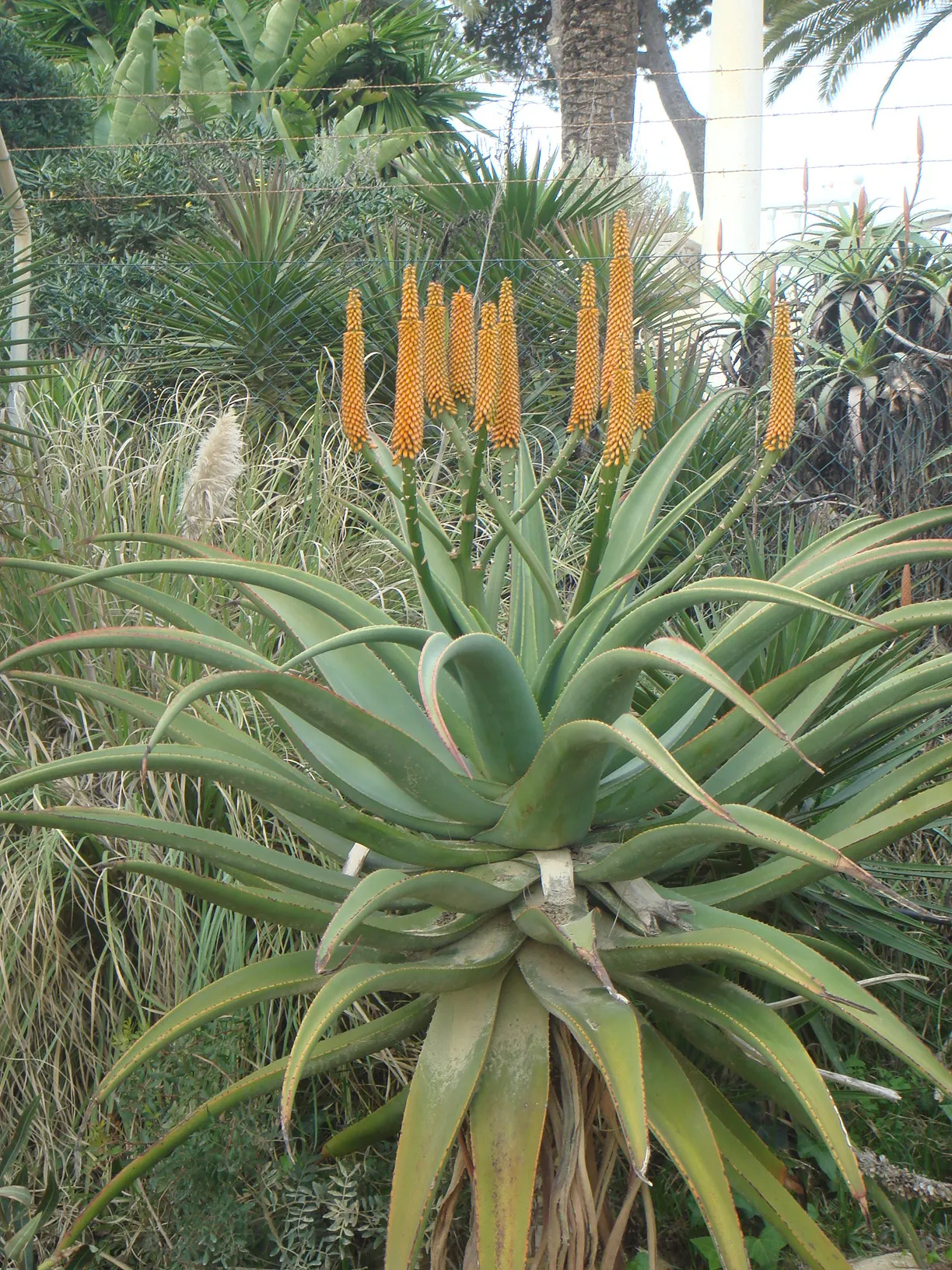 Bitter Aloe, Red Aloe (Aloe Ferox) — It's particularly suited for xeriscaping and rock gardens, thanks to its drought-resistant nature; reaching, image 66