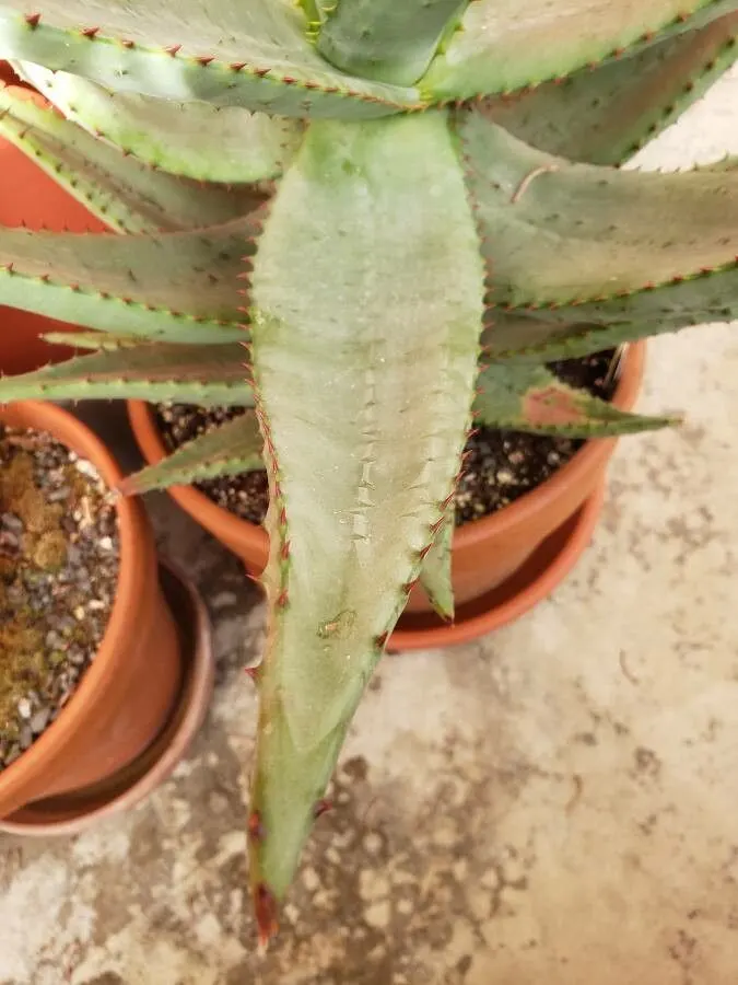 Bitter Aloe, Red Aloe (Aloe Ferox) — Ideal for adding architectural interest and color to xeriscapes and arid garden designs; succulent for full or half